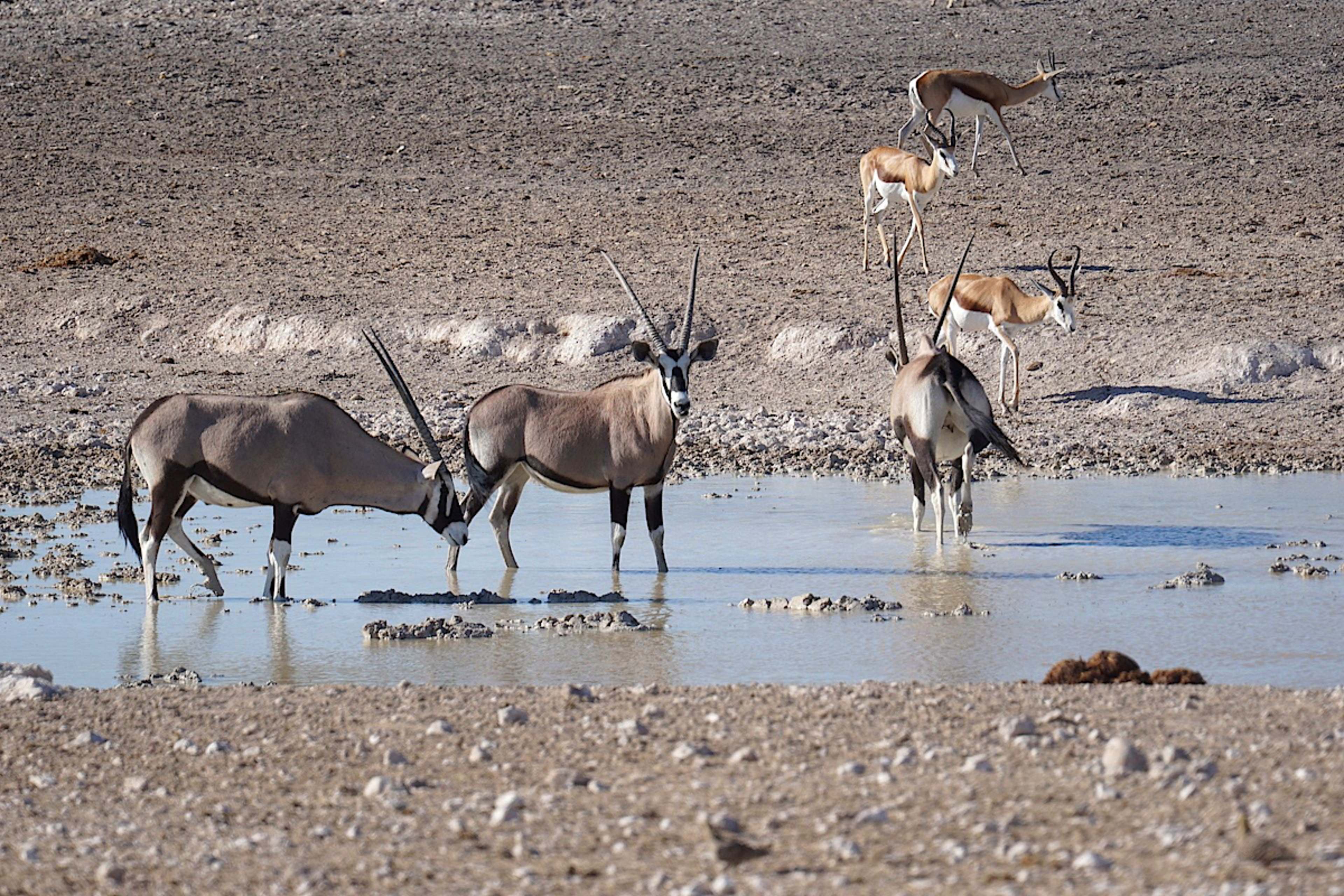 Oryx and Springbok
