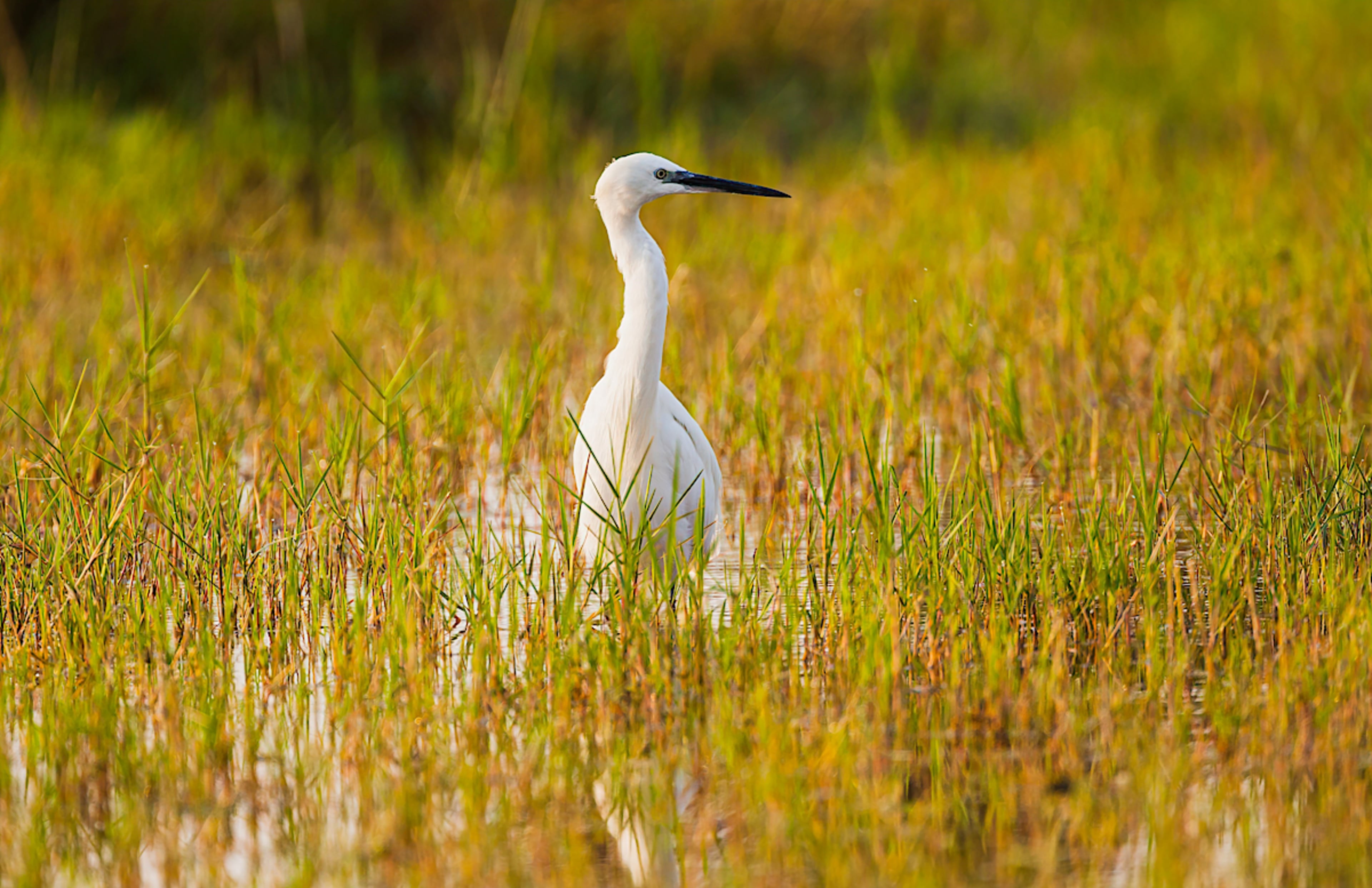 Little Egret