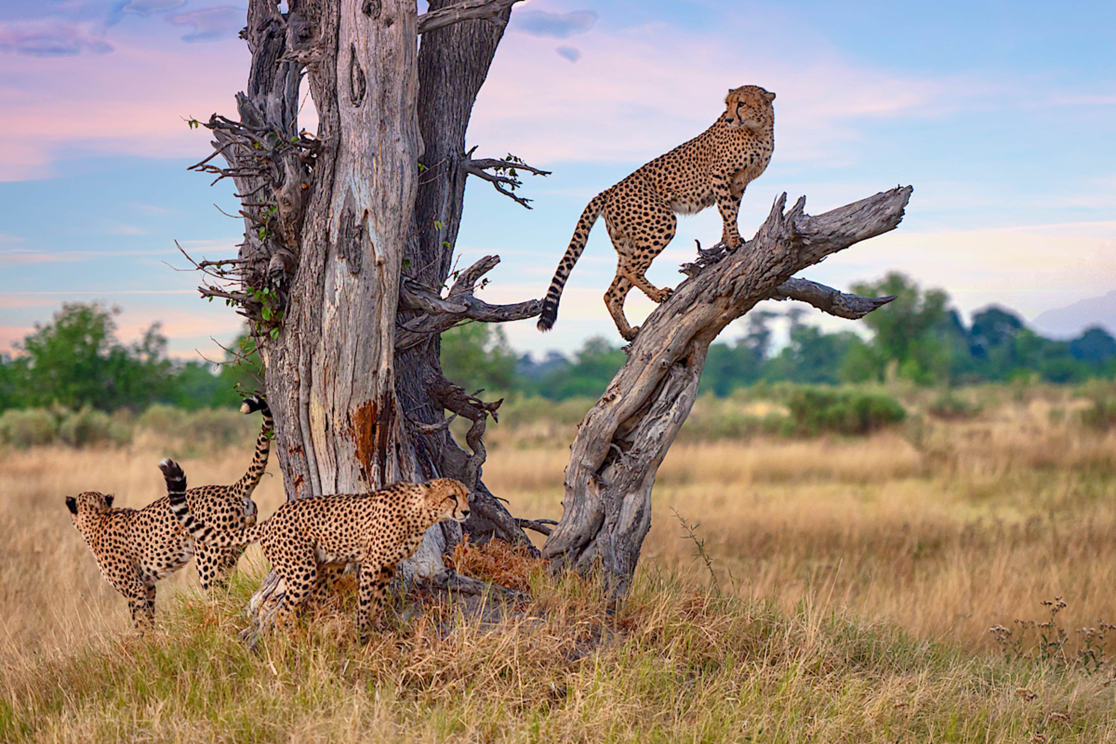 Cheetahs, Moremi Game Reserve