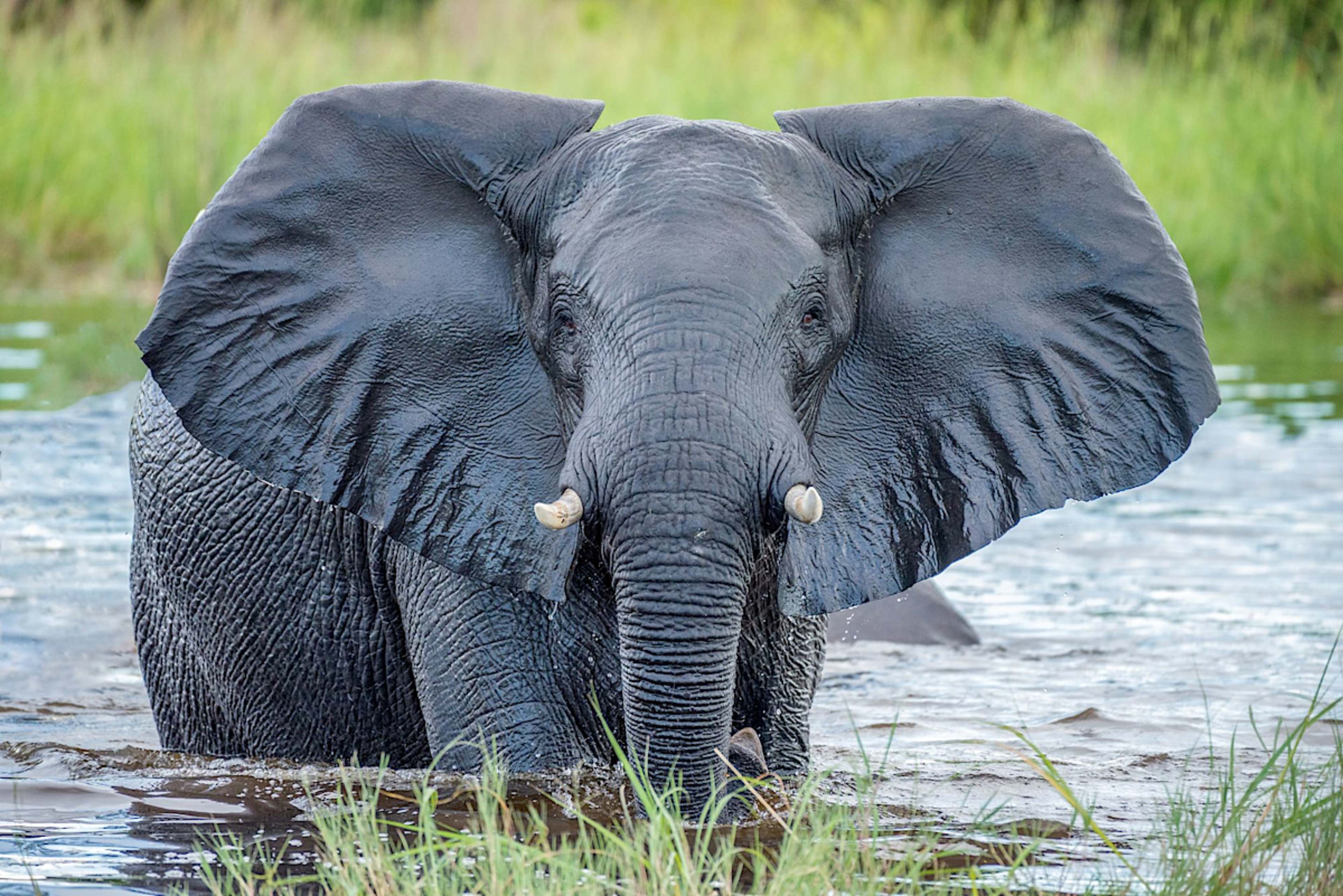 Elephant