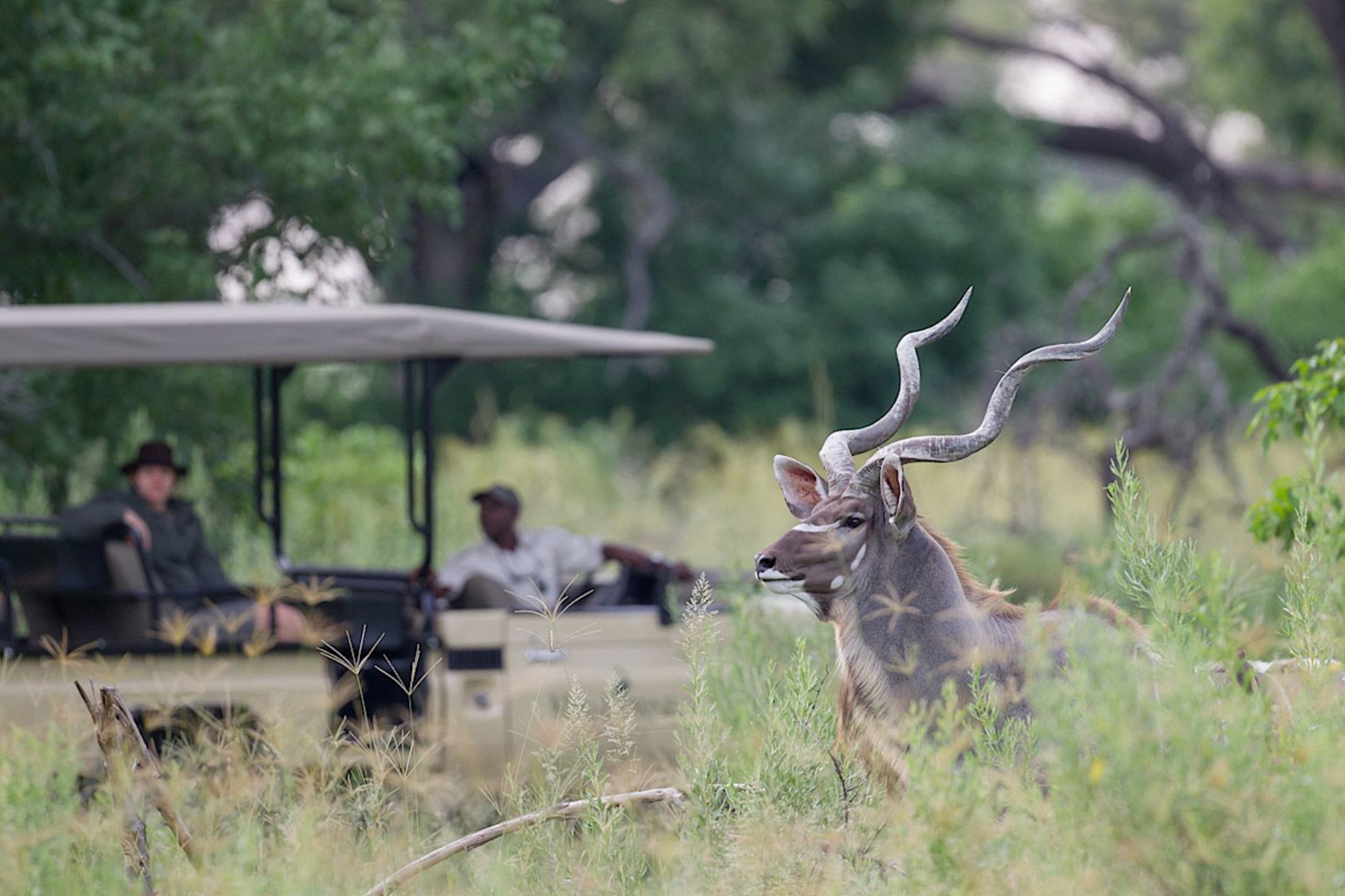 Game Drive Kanana