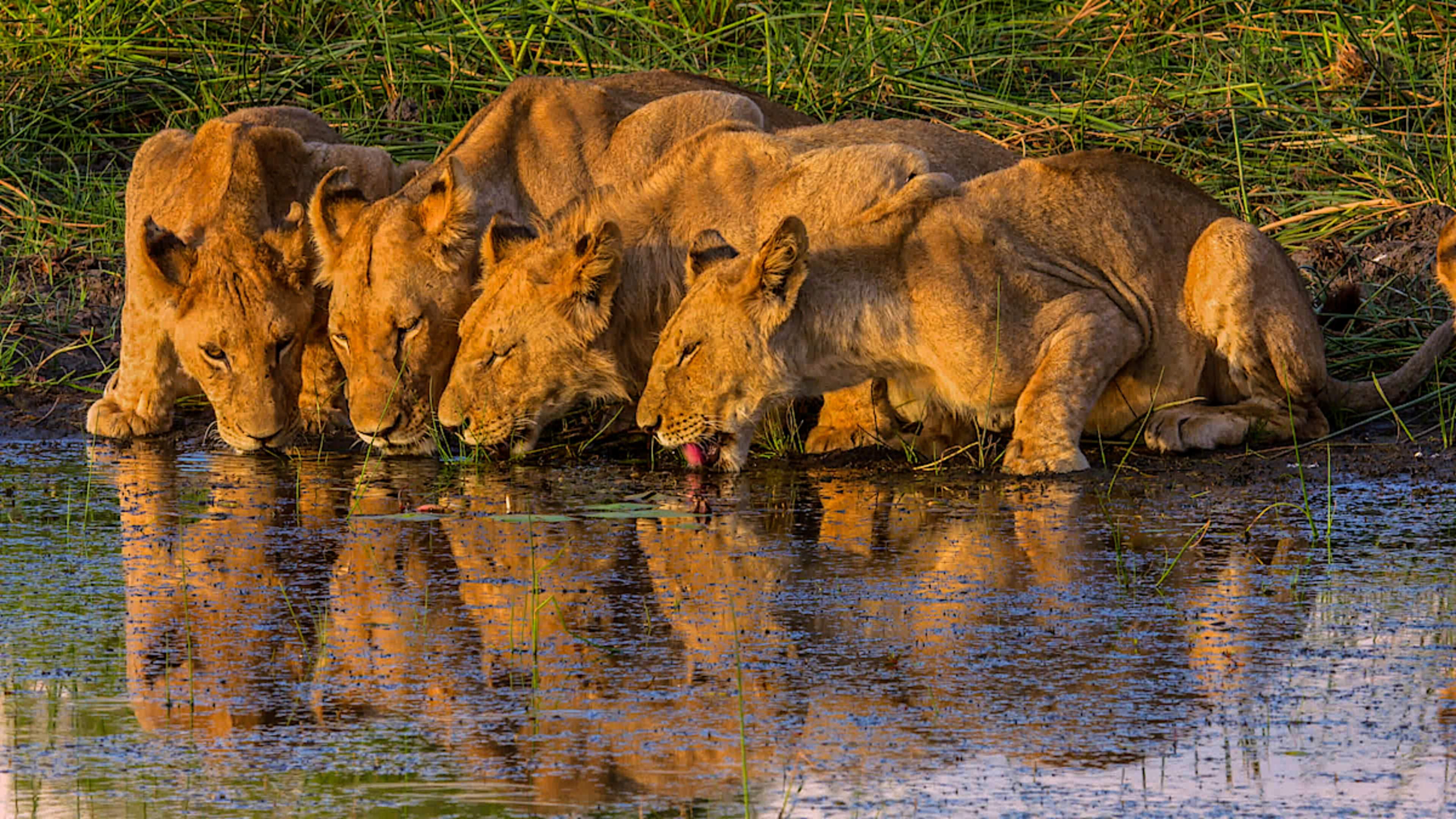 Okavango Delta Game Drive