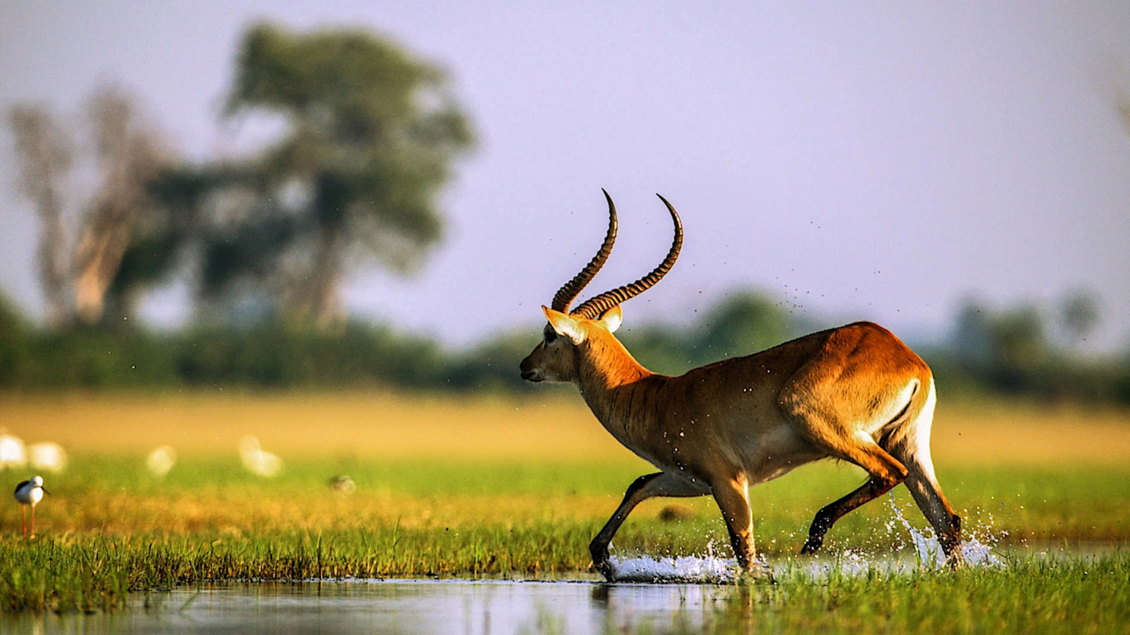 Wildlife in the Okavango Delta