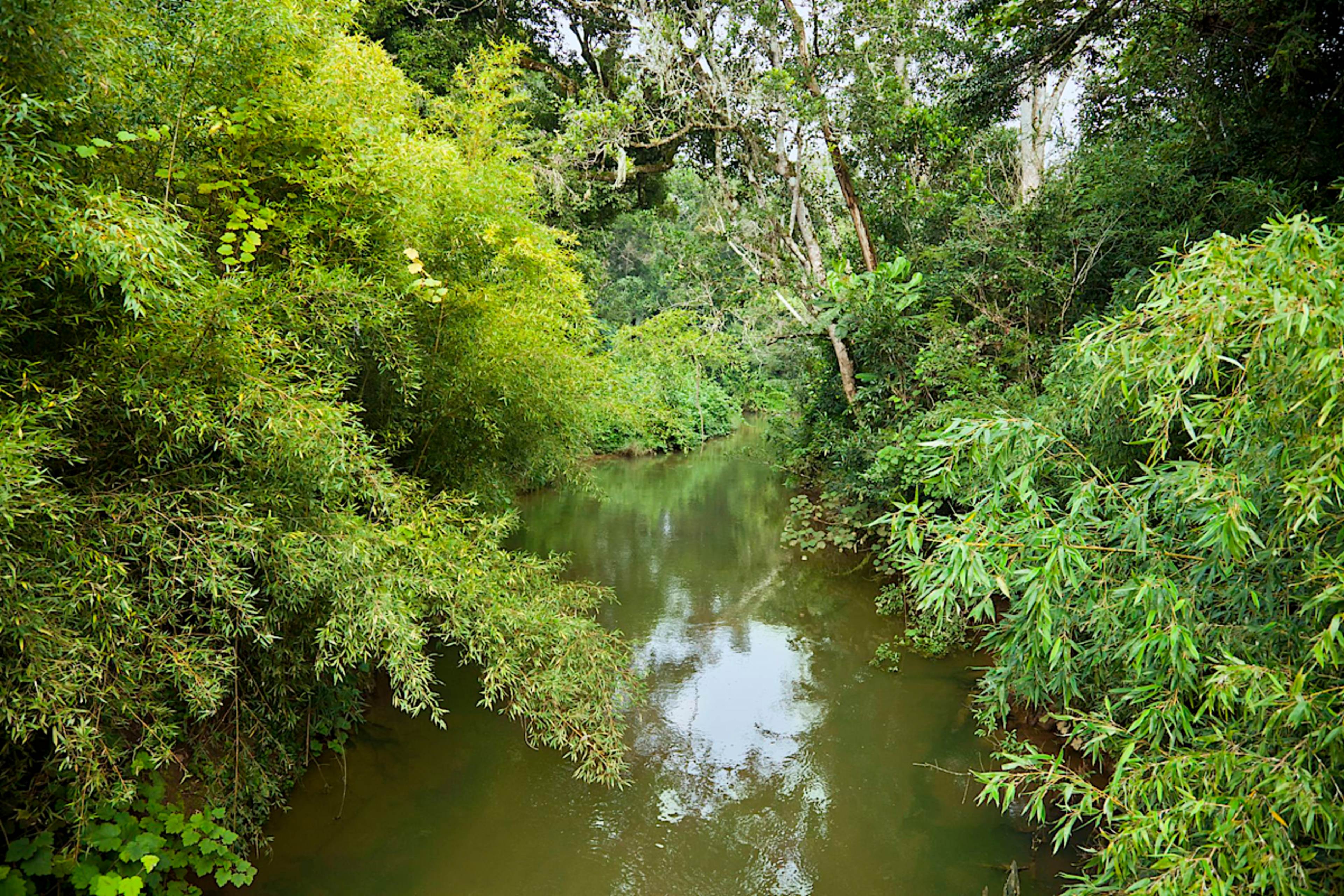 stream in the forest