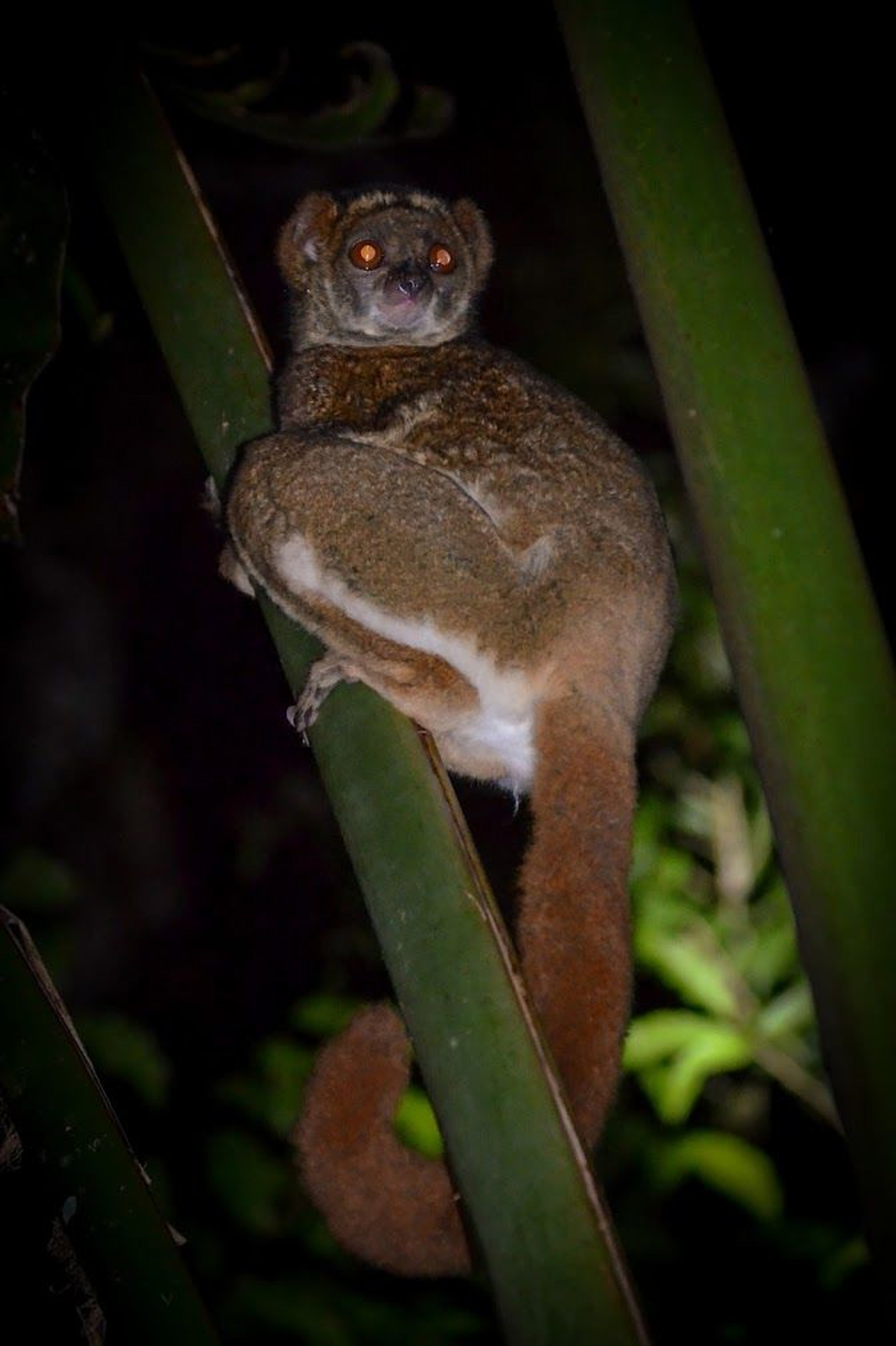 Evening Lemur Sighting