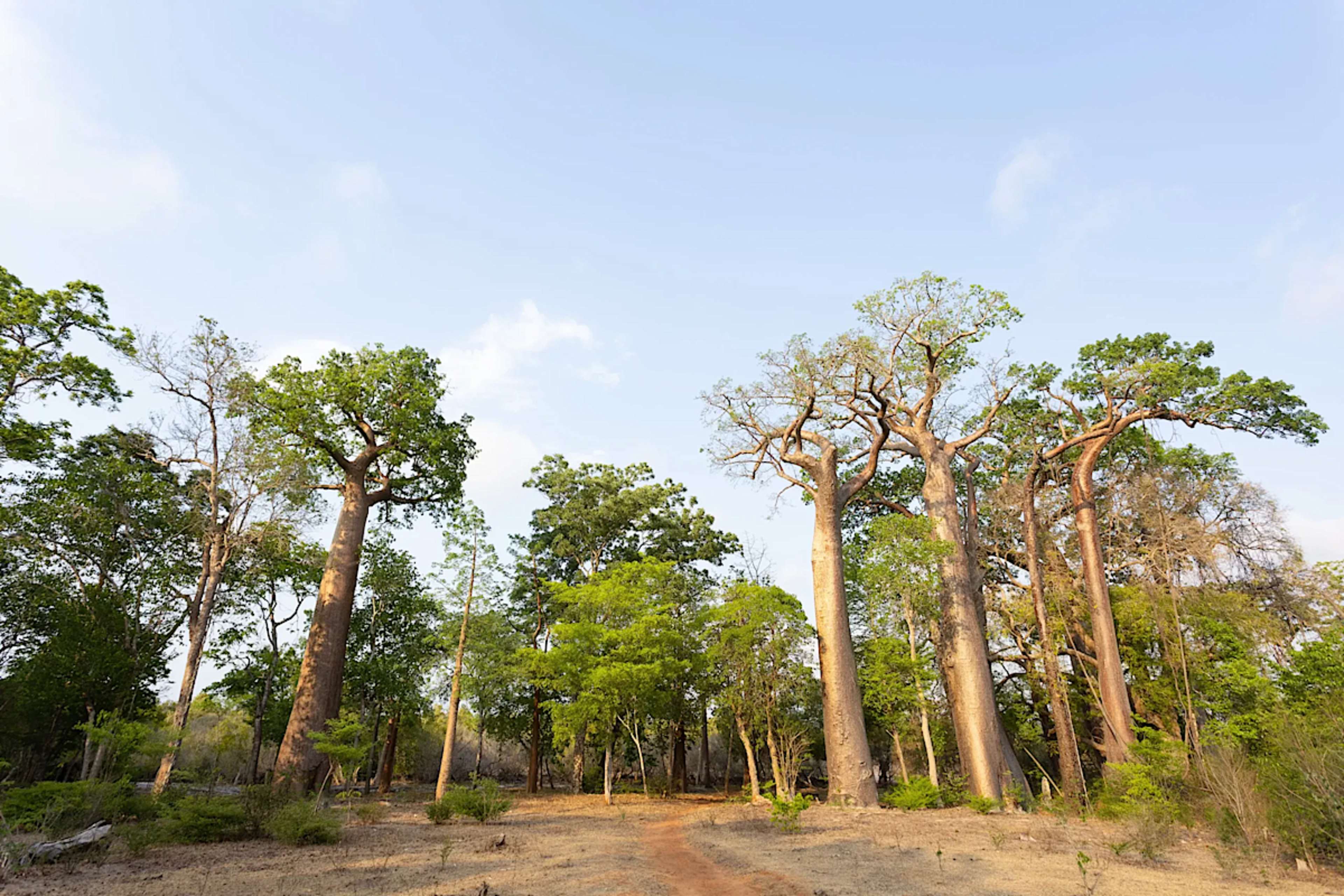 Baobabs in Anjajavy