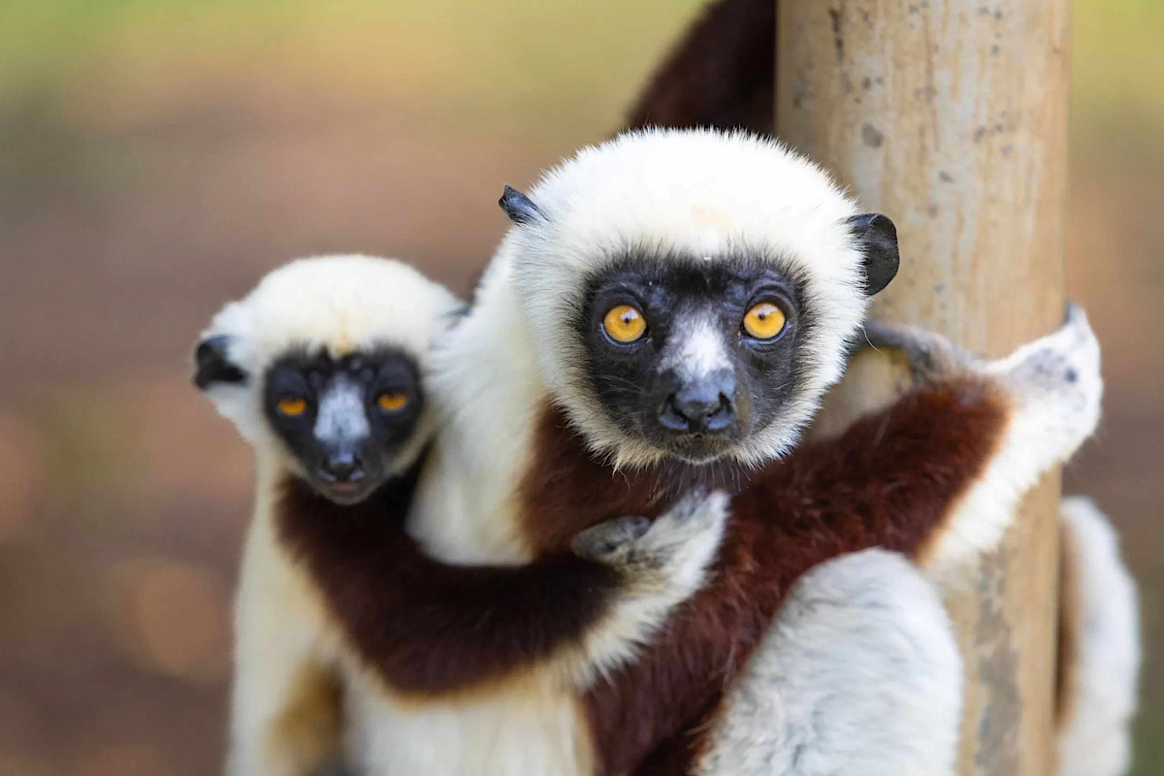 Lemurs in Anjajavy