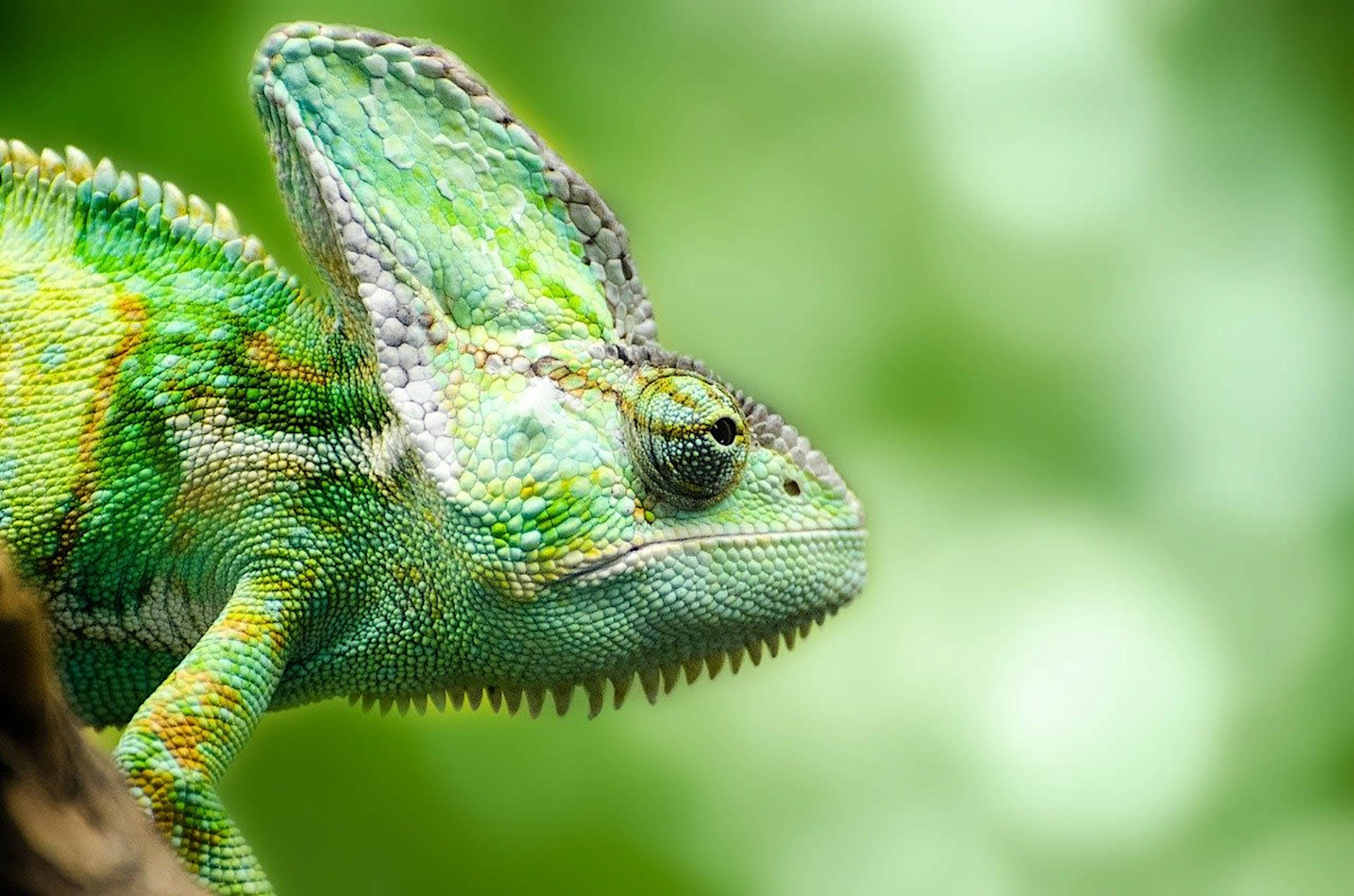 Chameleon