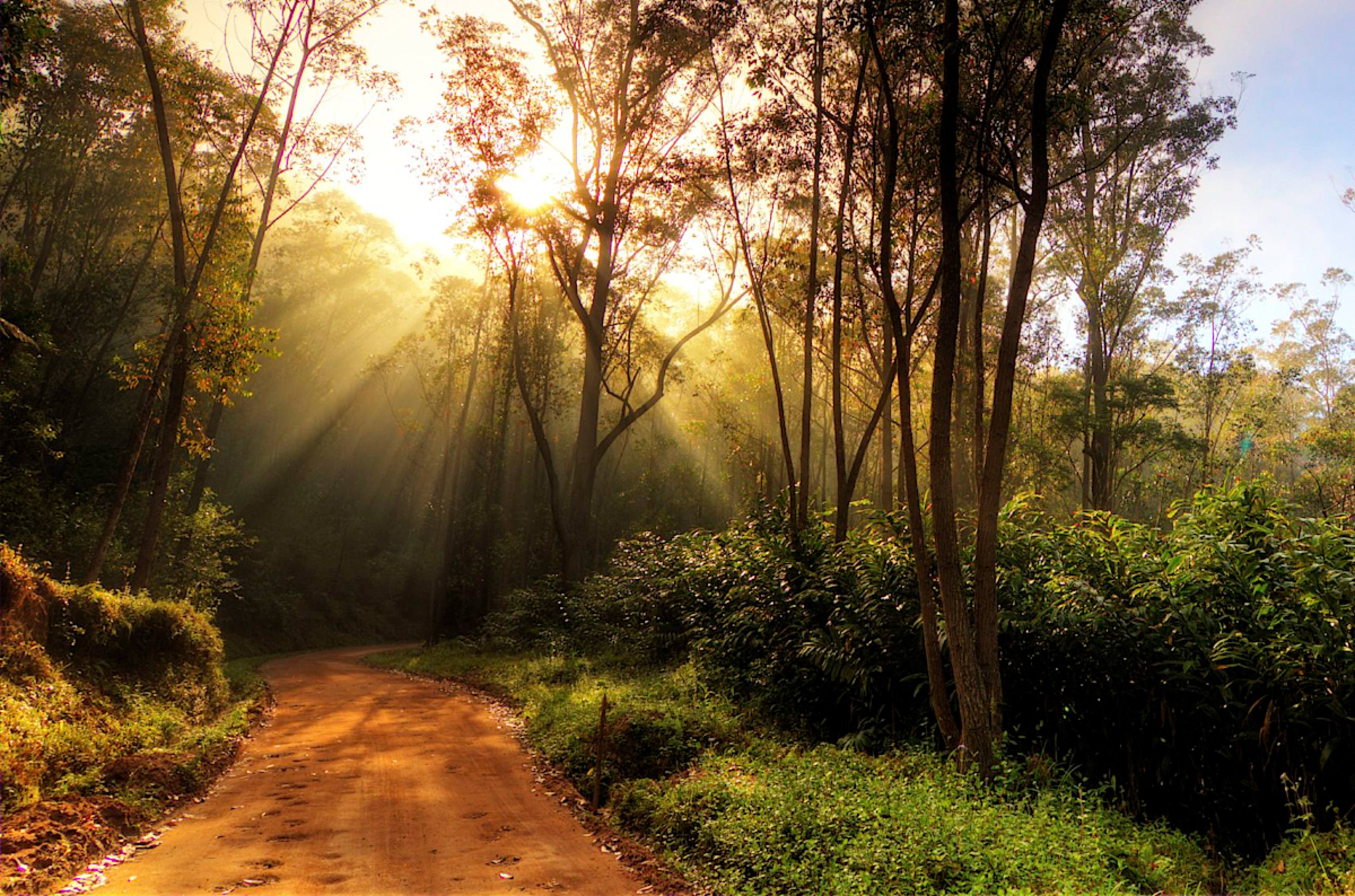 Rainforest