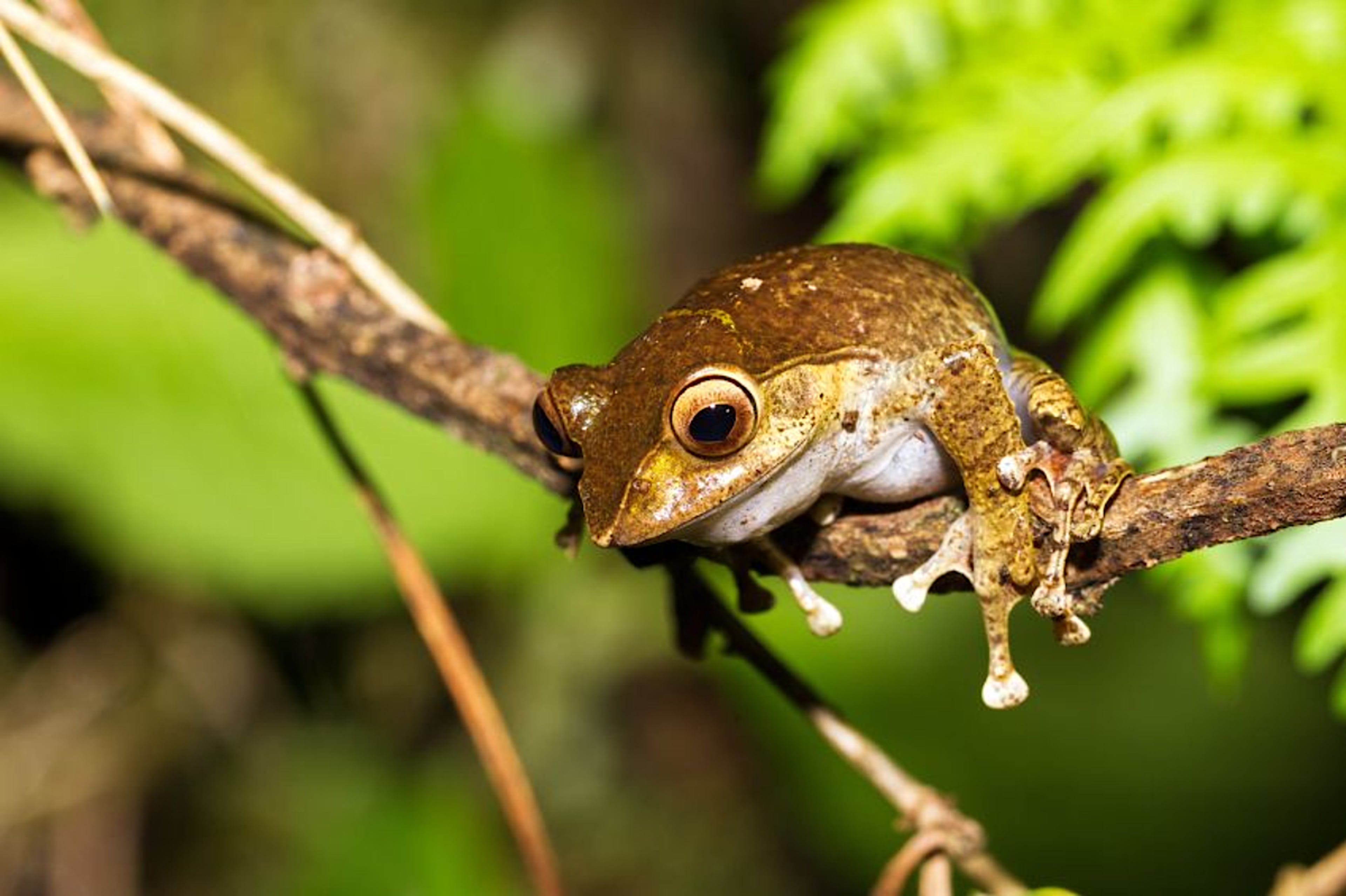 Frog, Ranomafana National Park