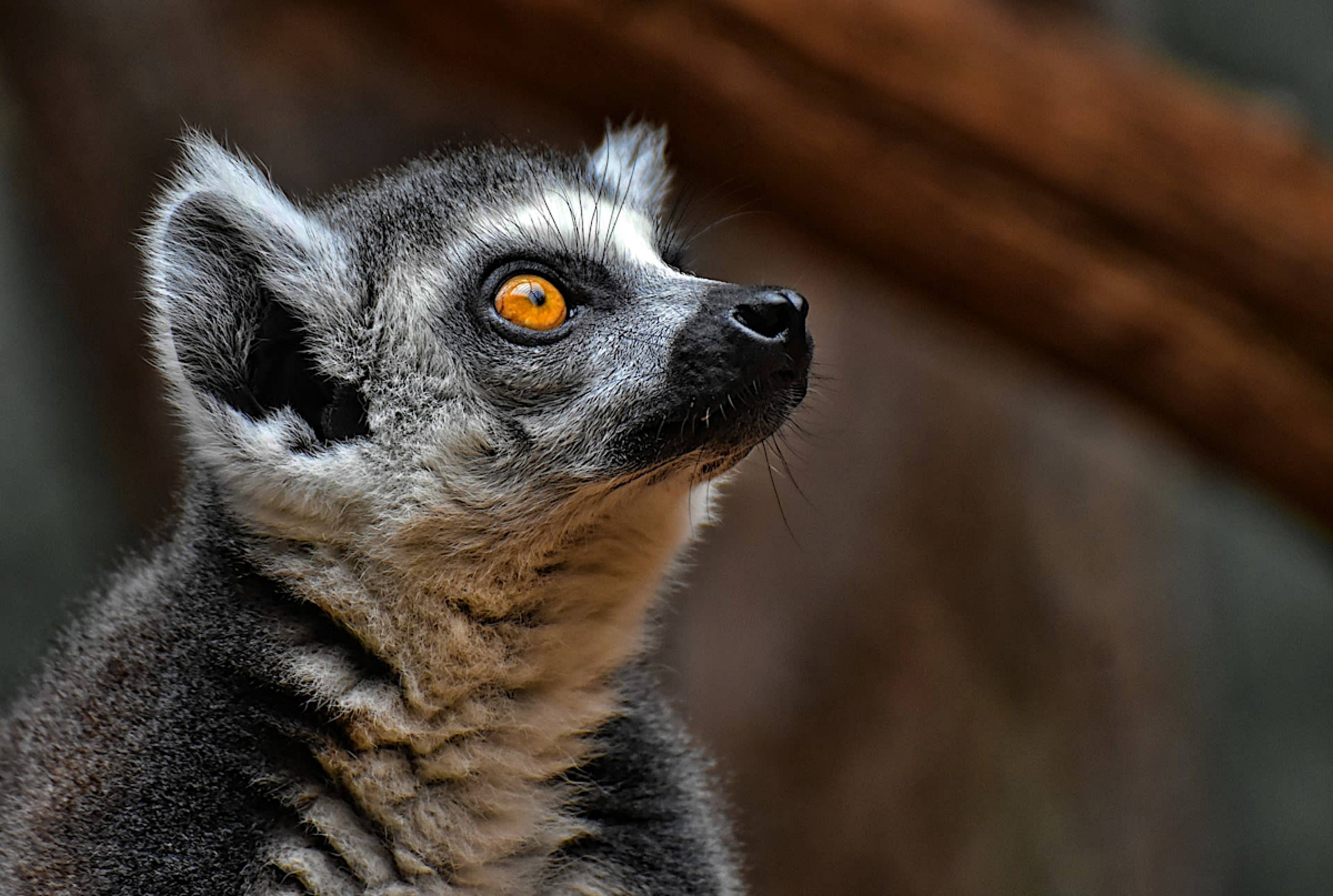 Ring-Tailed Lemur