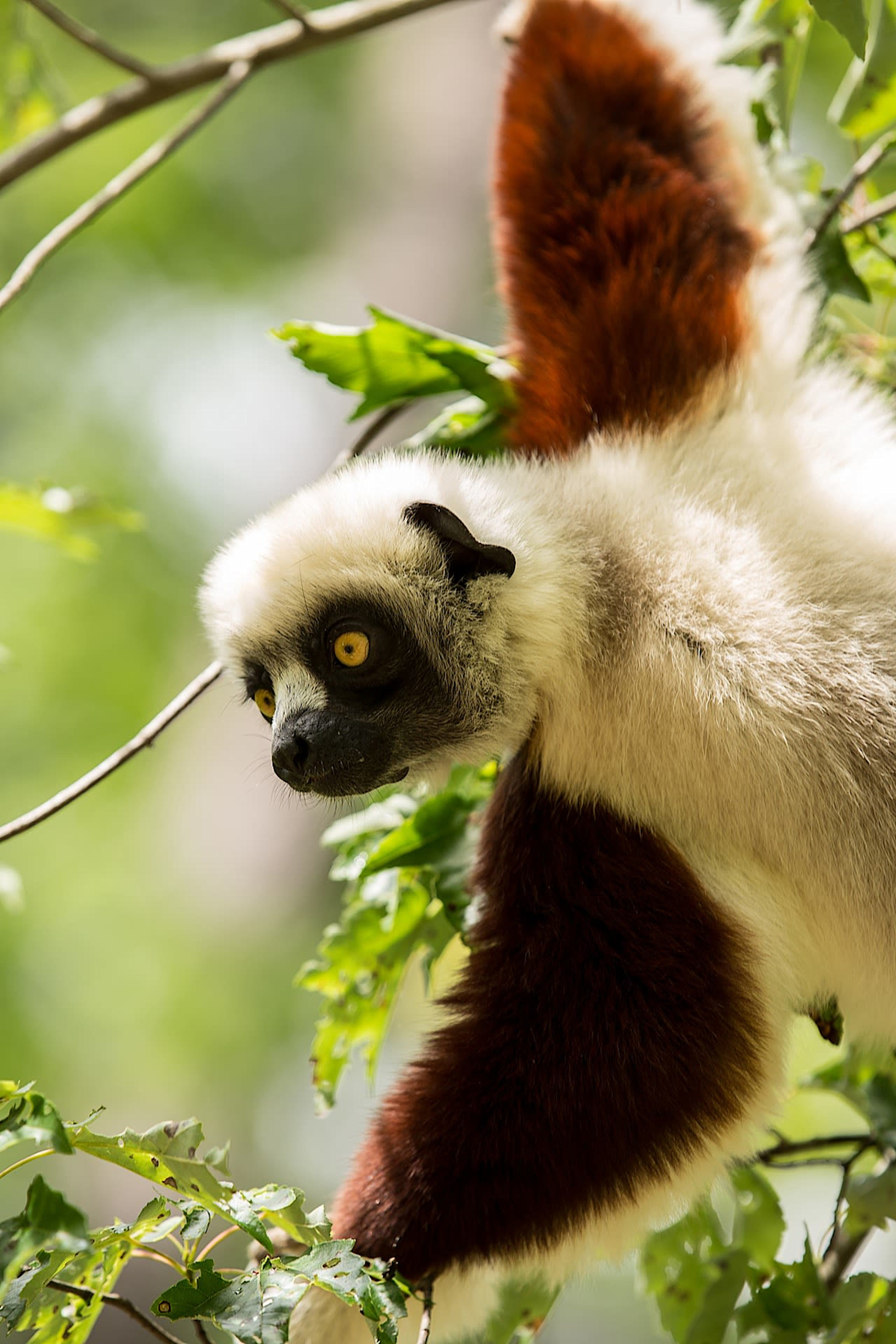 Sifaka Lemur