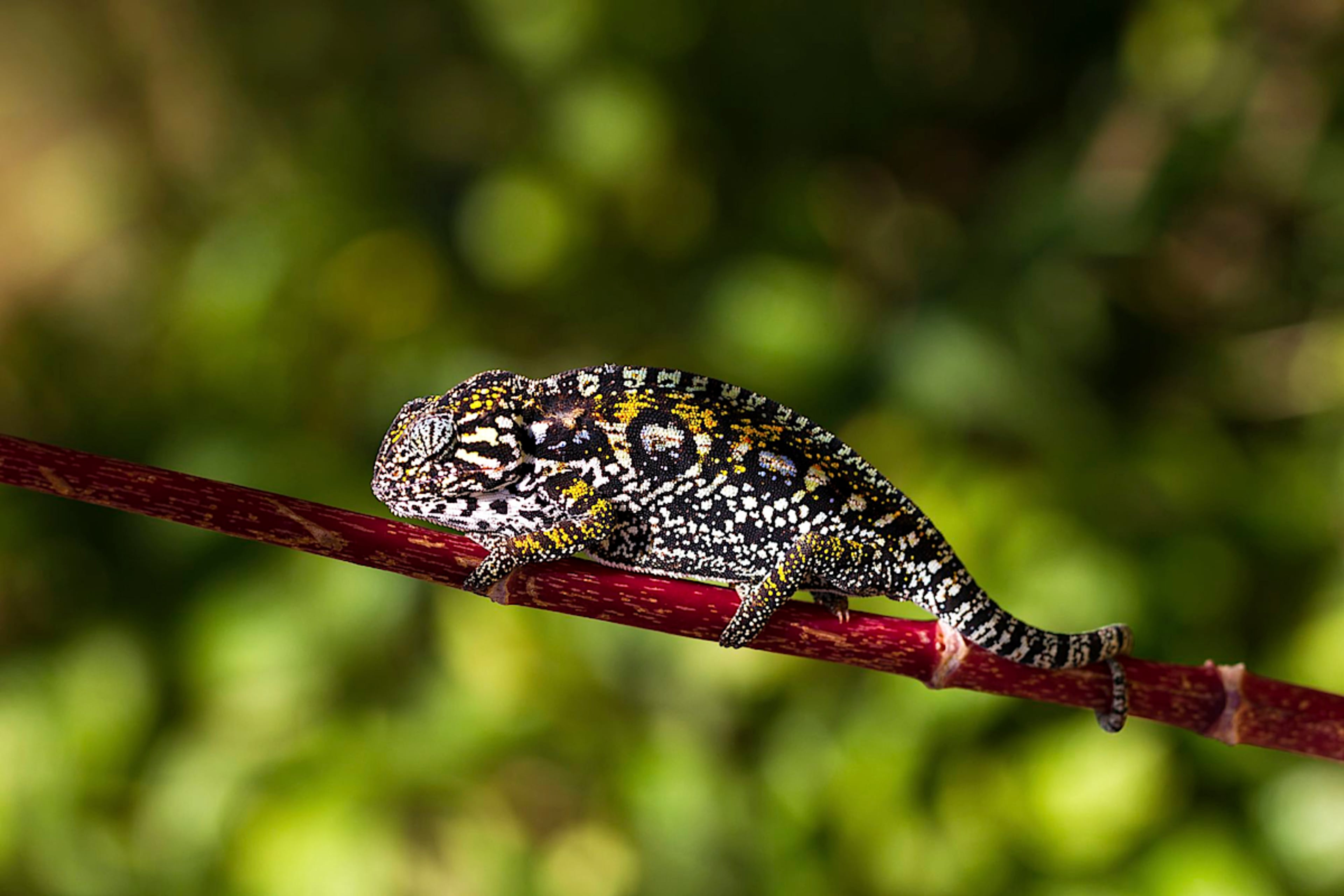 Jewelled Chameleon