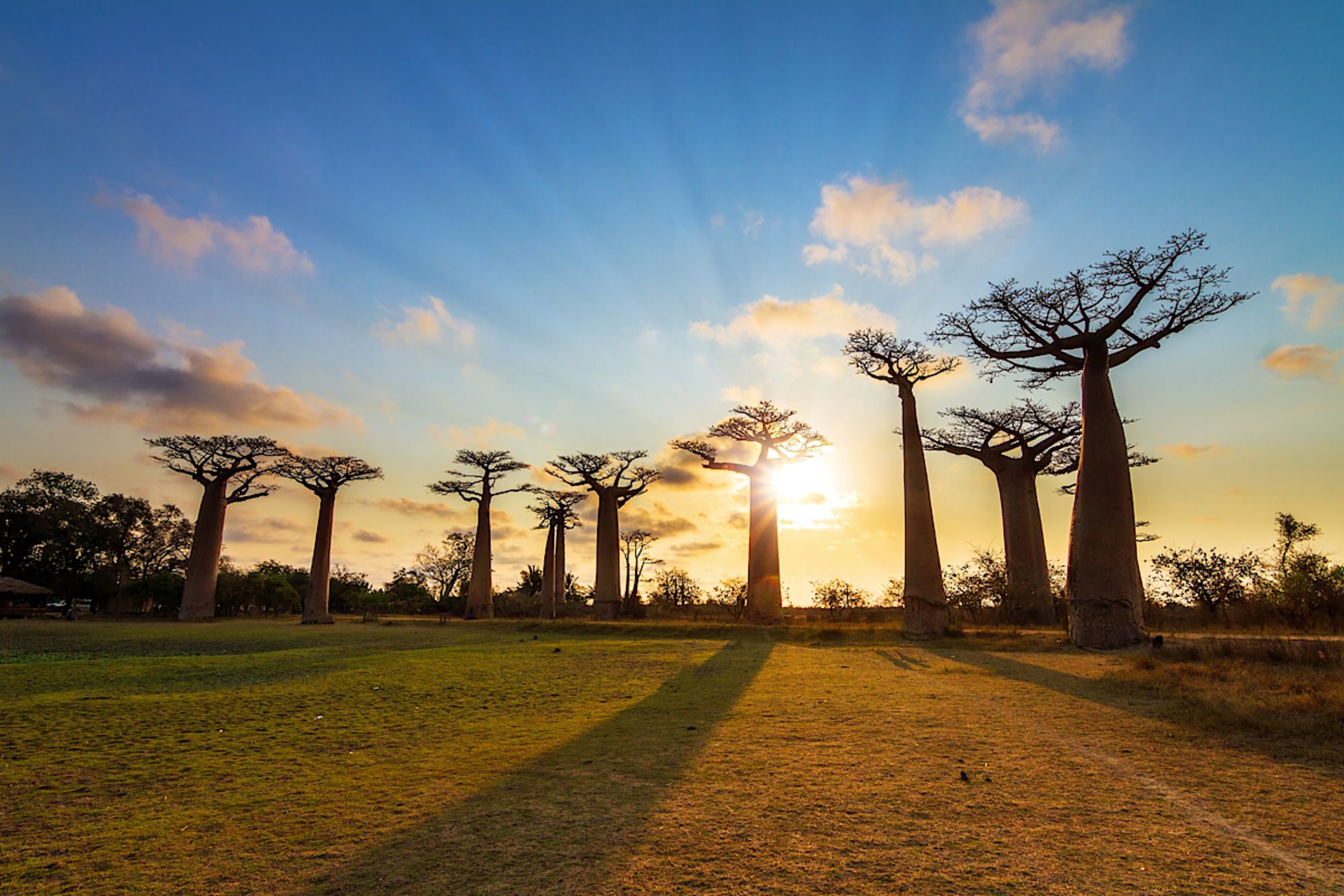 baobab Trees