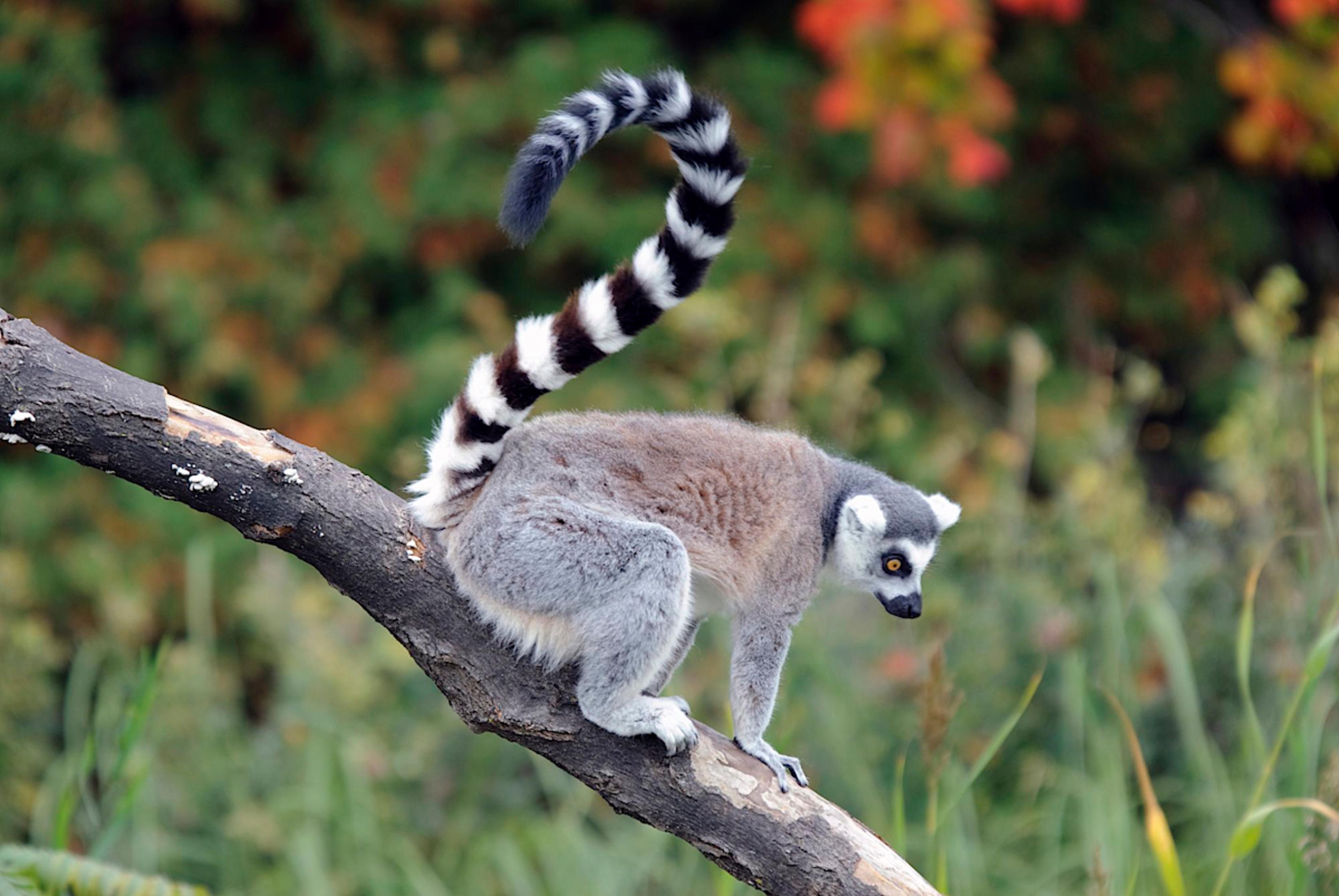 ANDASIBE-MANTADIA NATIONAL PARK
