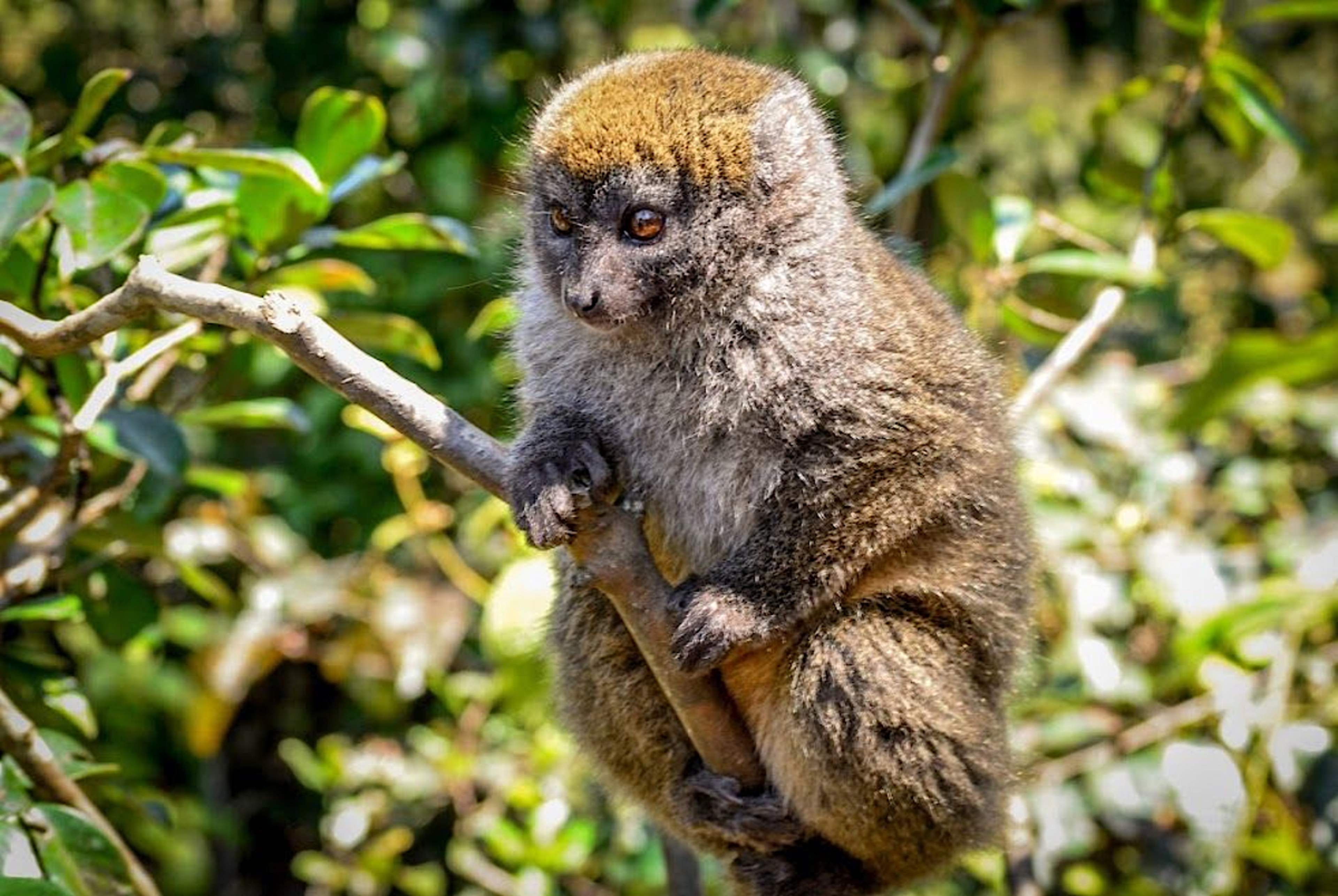 Bamboo Lemur