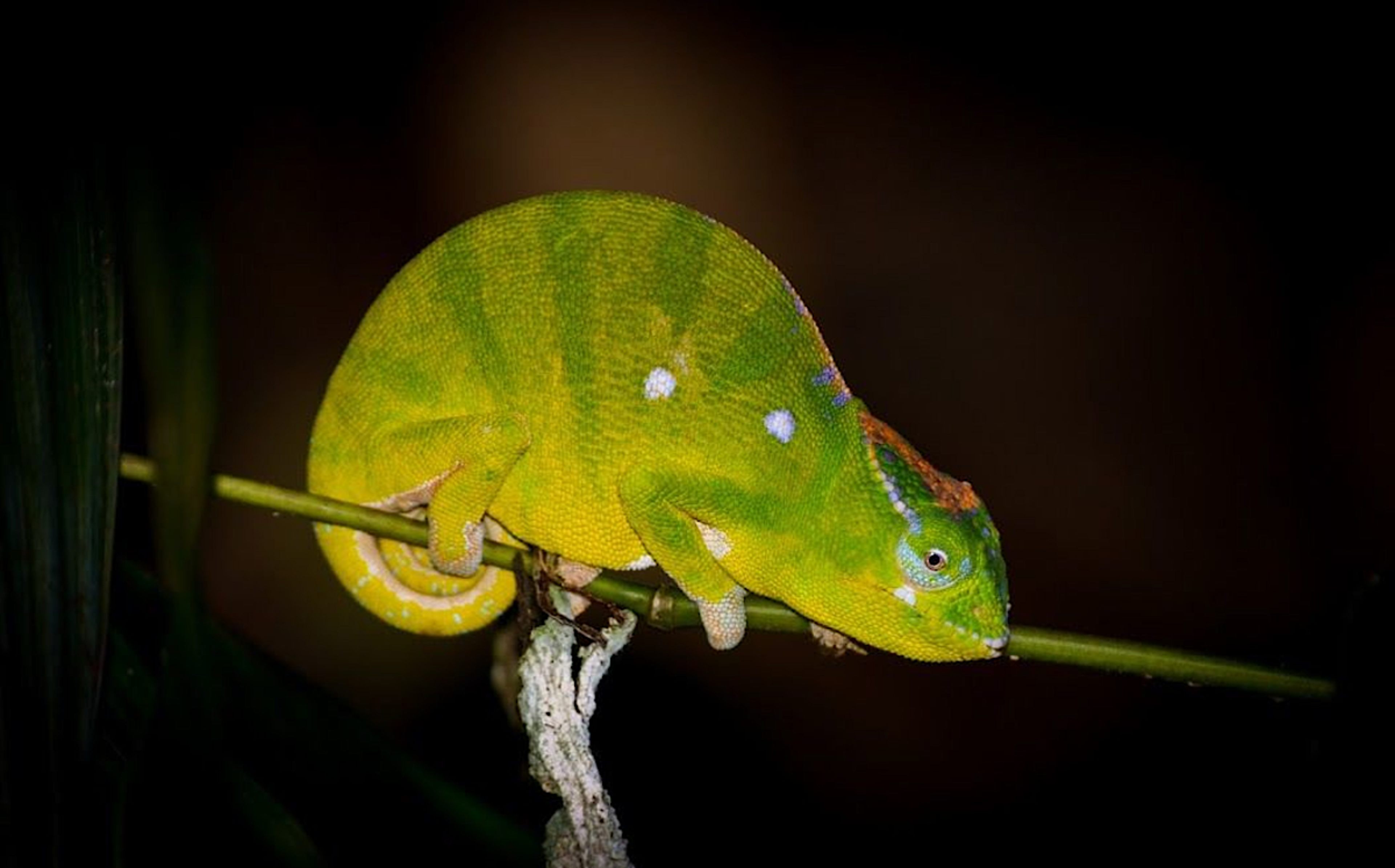 Chameleon