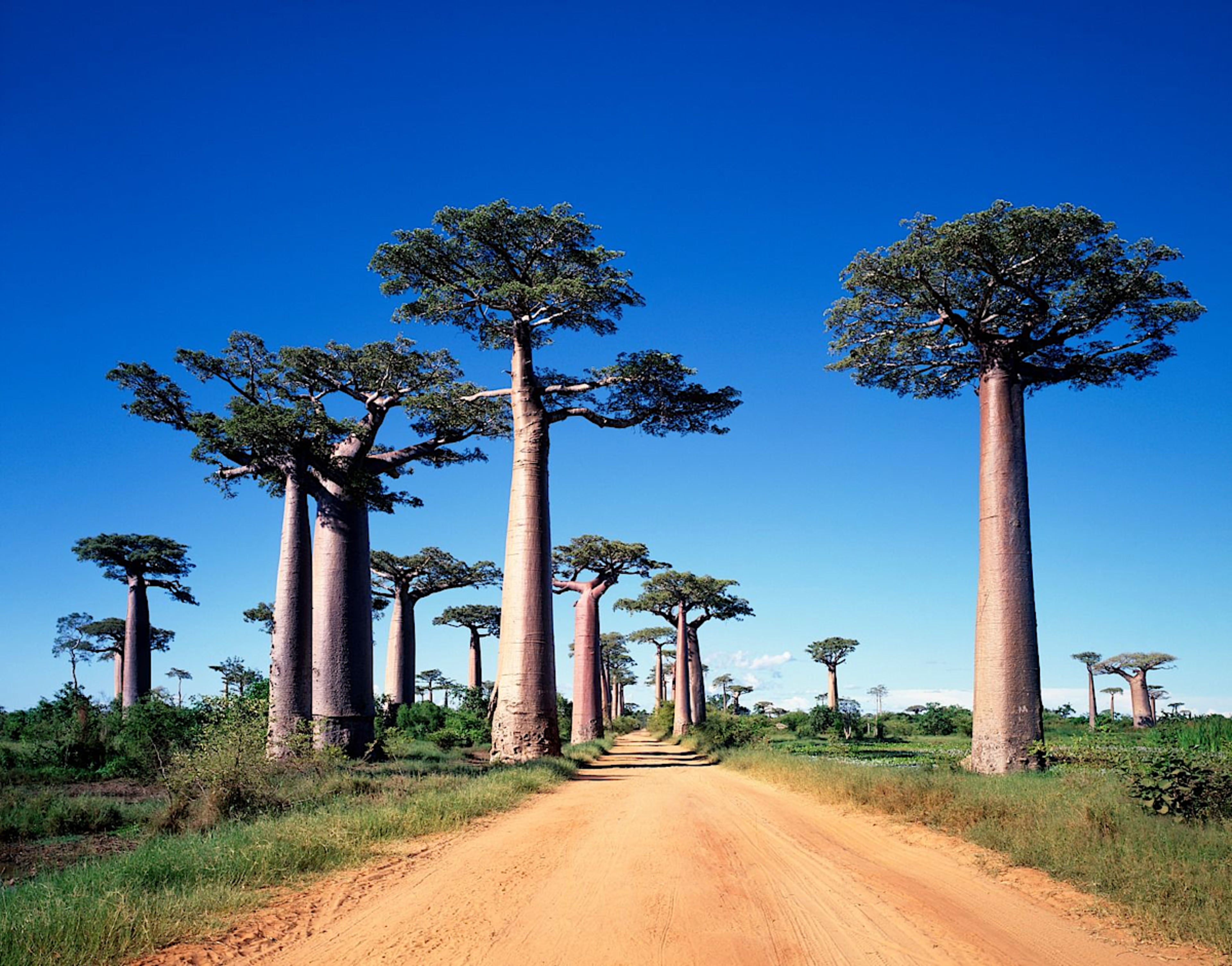 Baobab