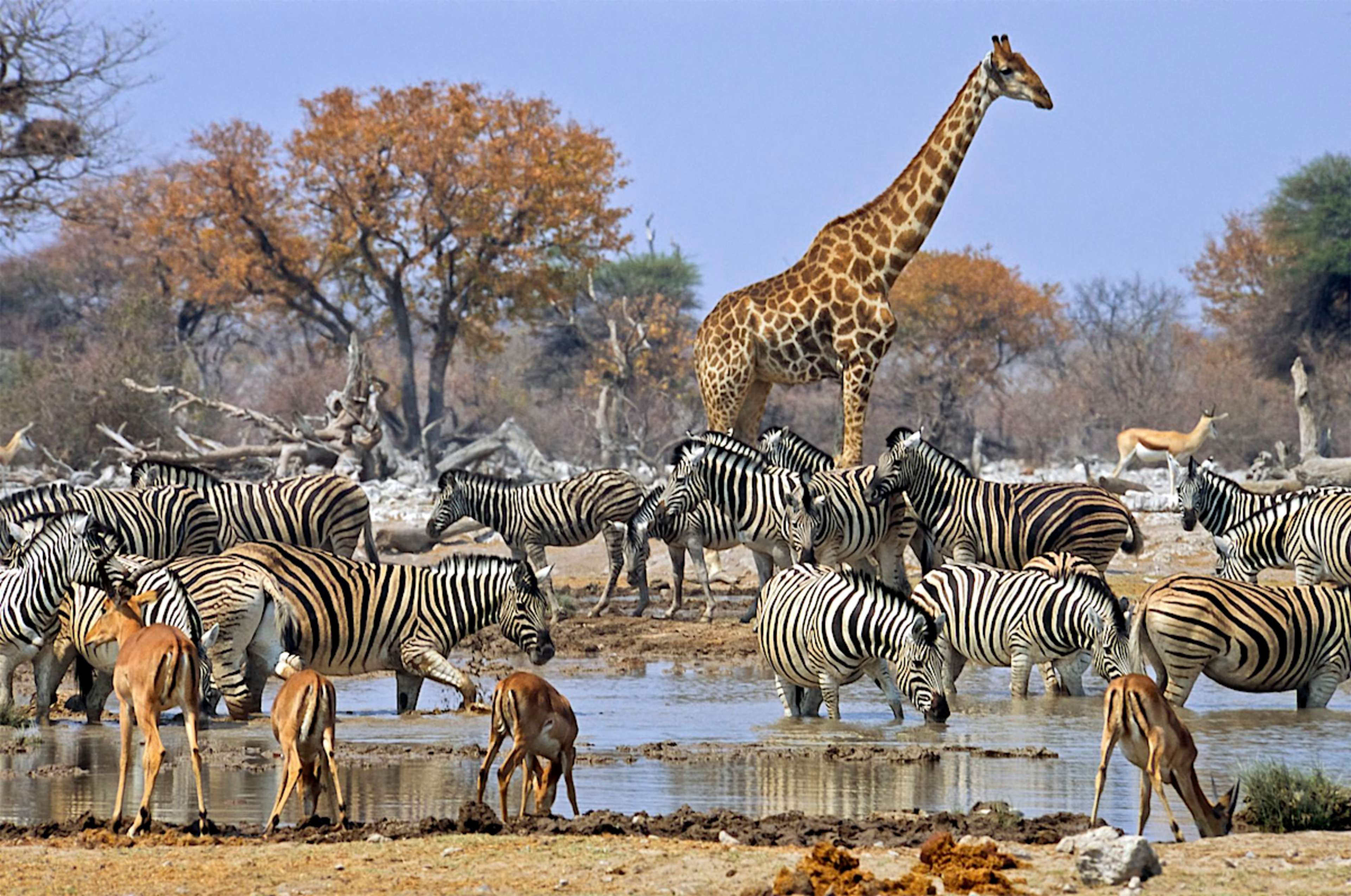 Etosha Waterhole