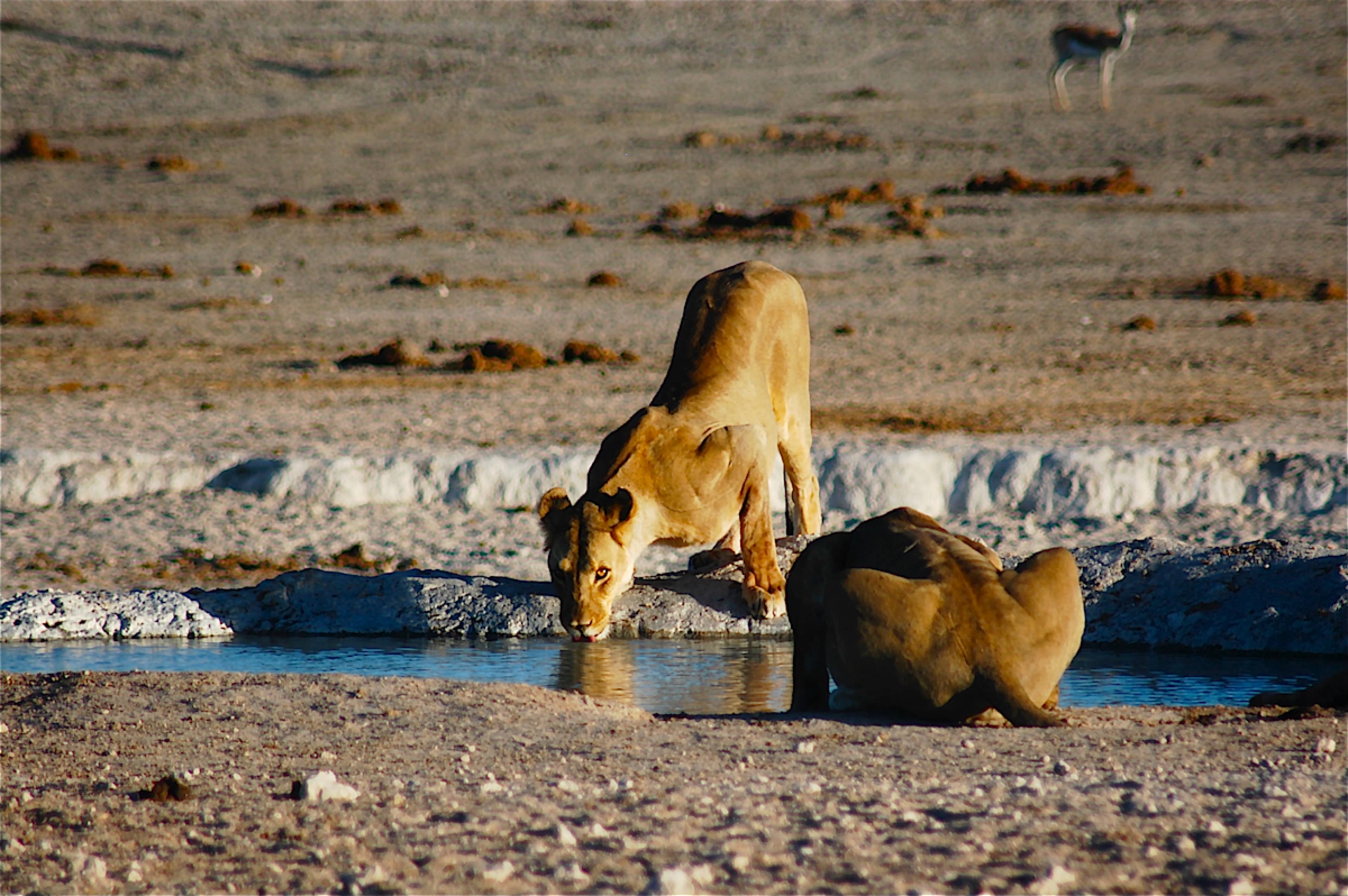 Afternoon Game Drive