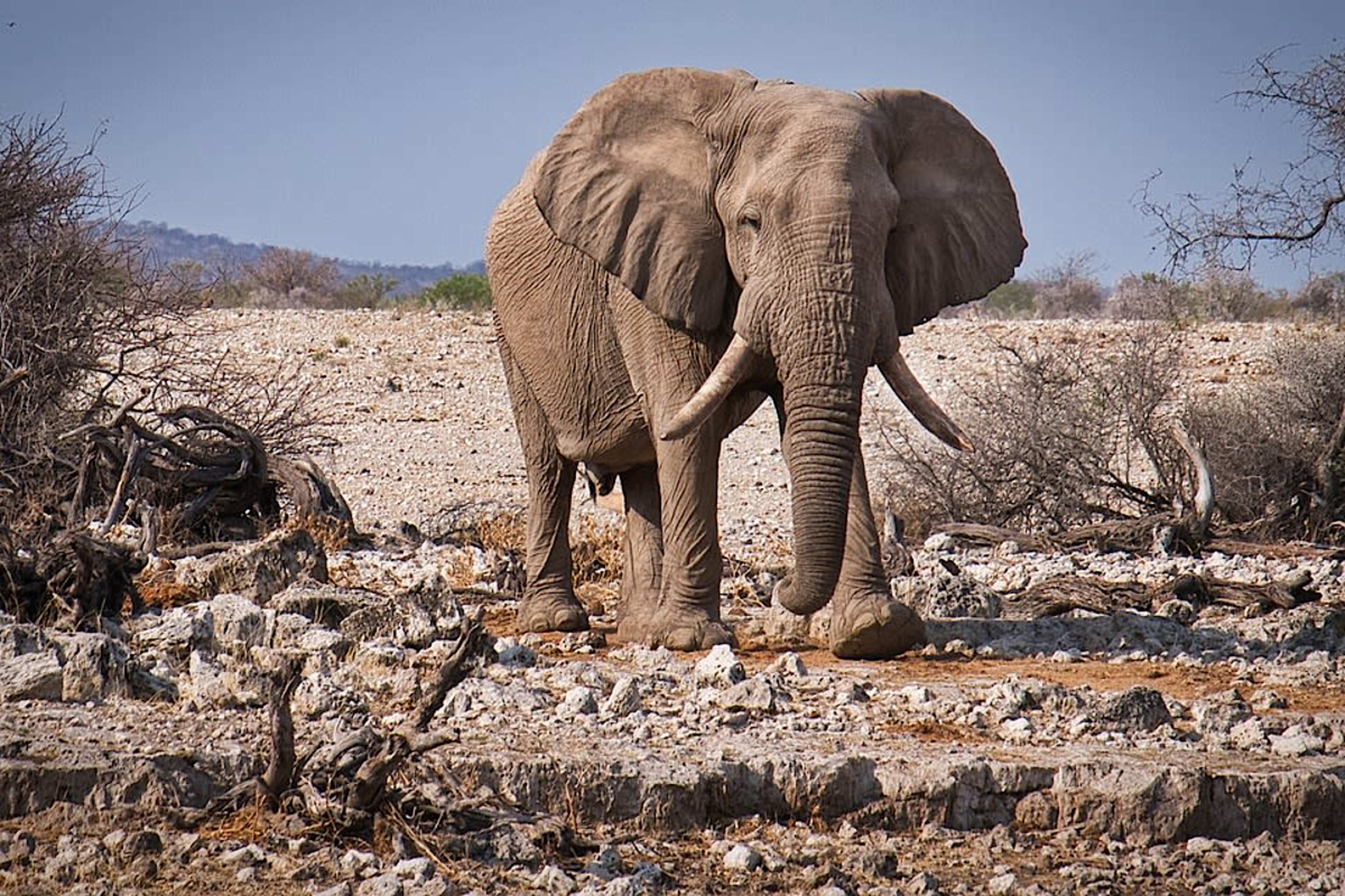 Elephant Tracking