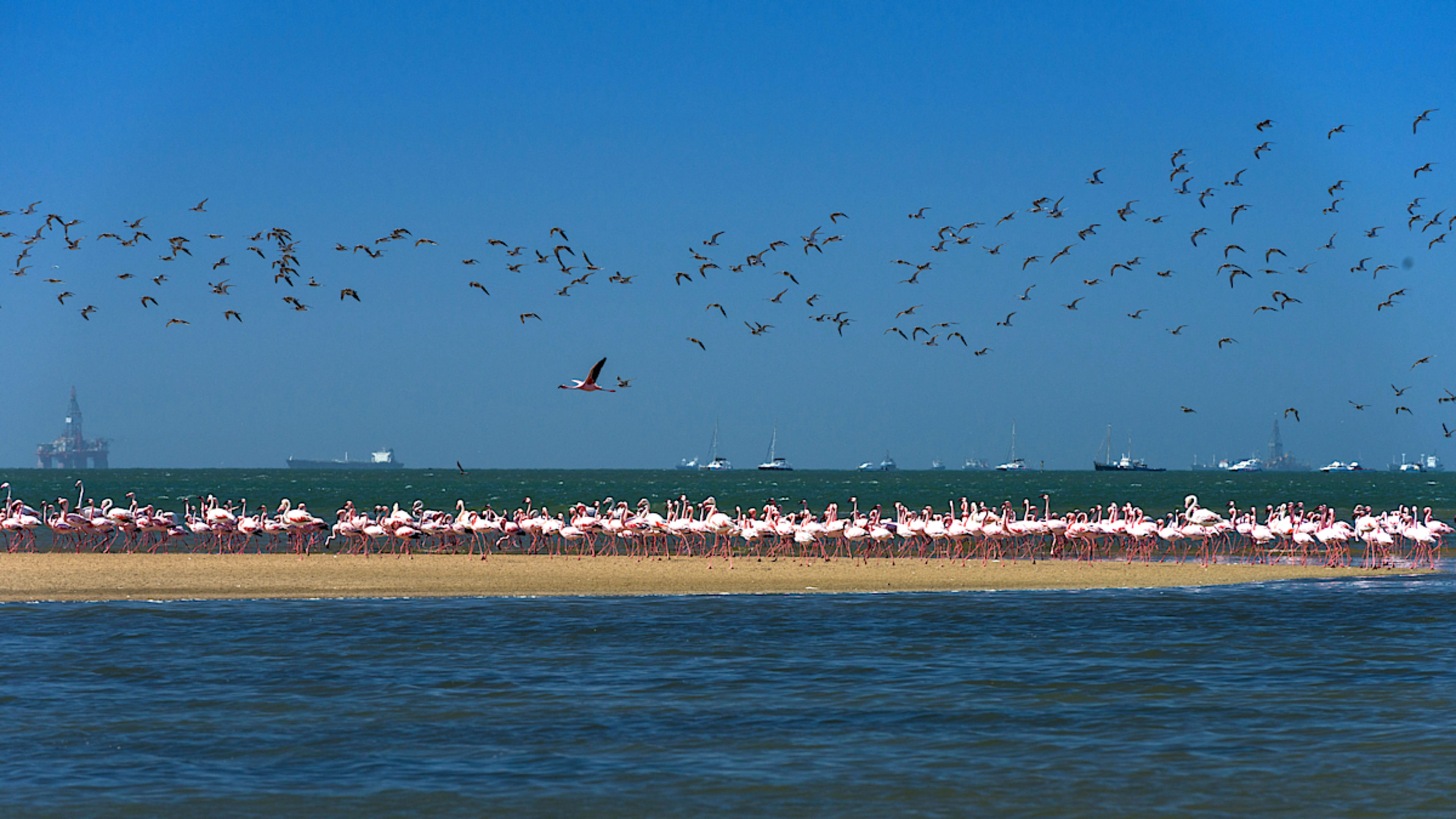 Flamingos of Walvis Bay