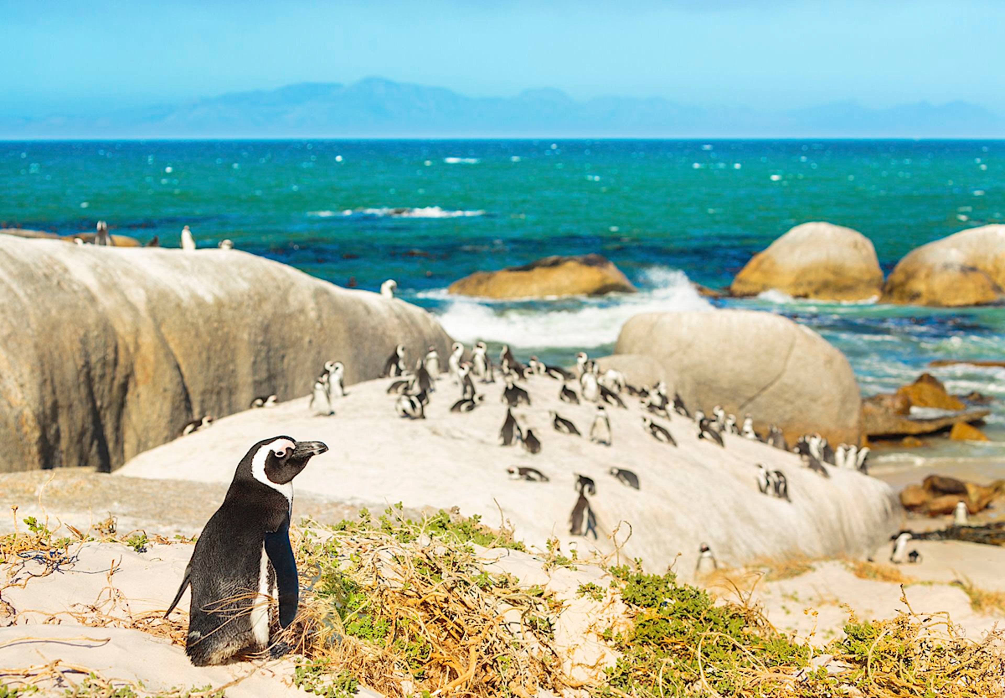 African Penguins at Boulders Beach