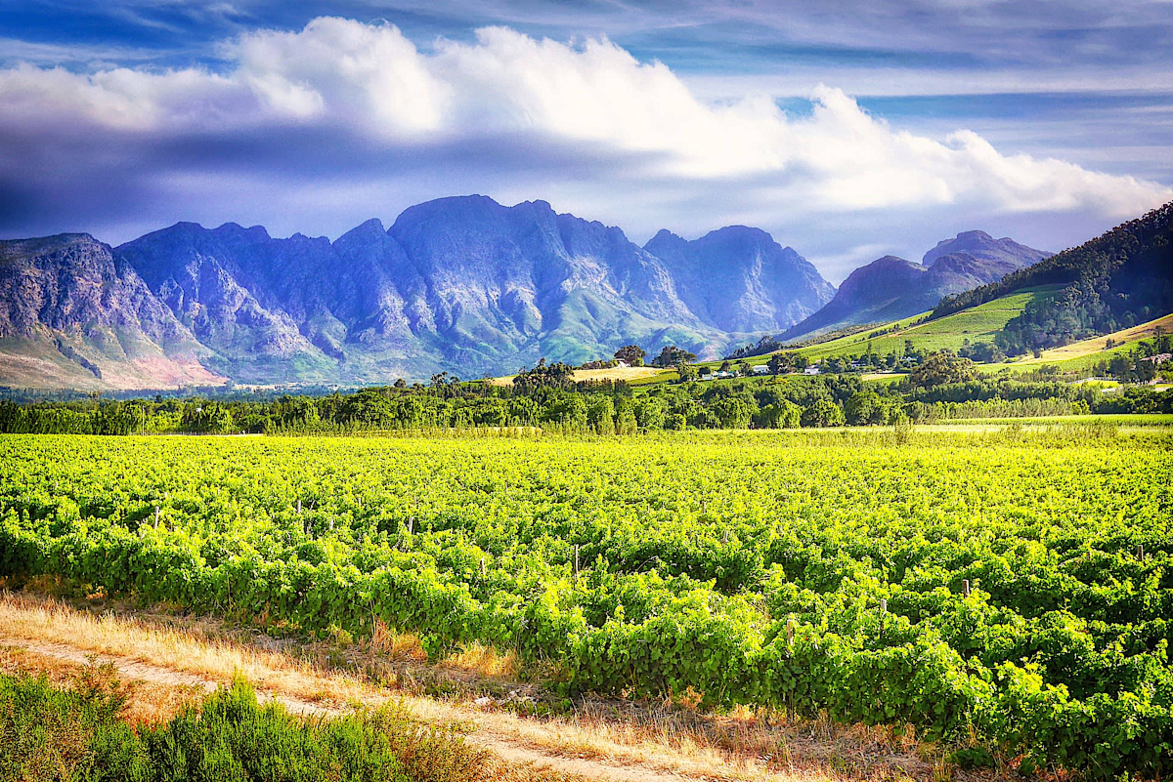 Cape Winelands