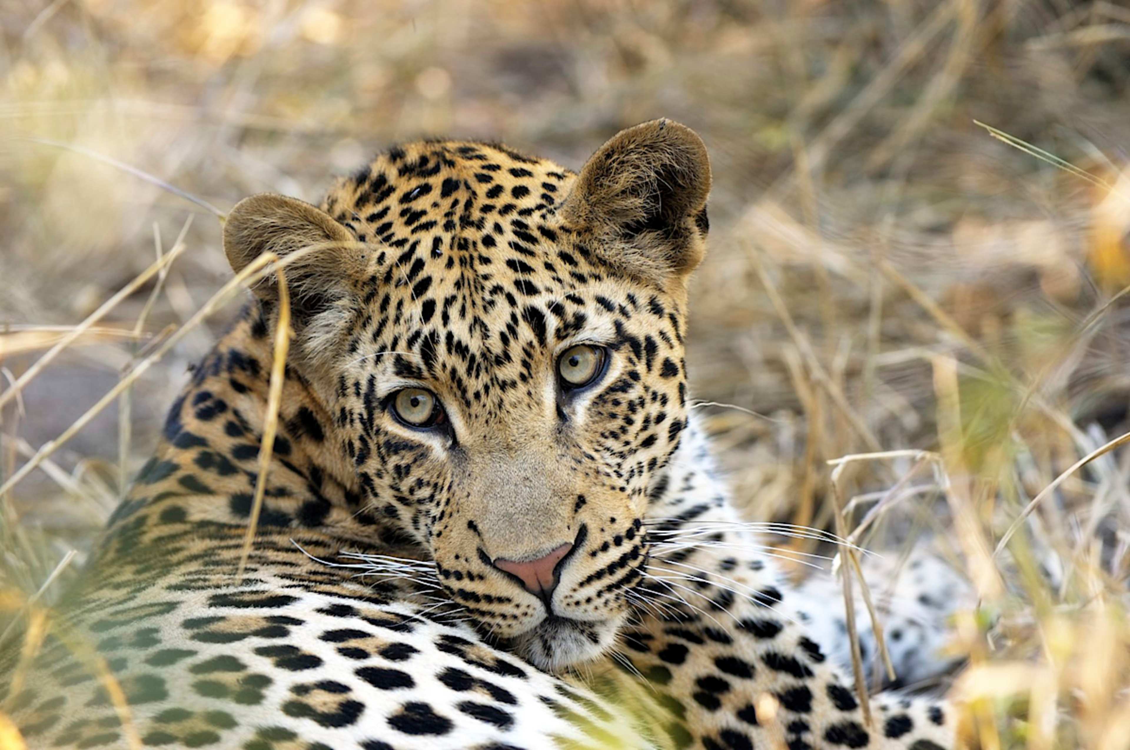 Leopard