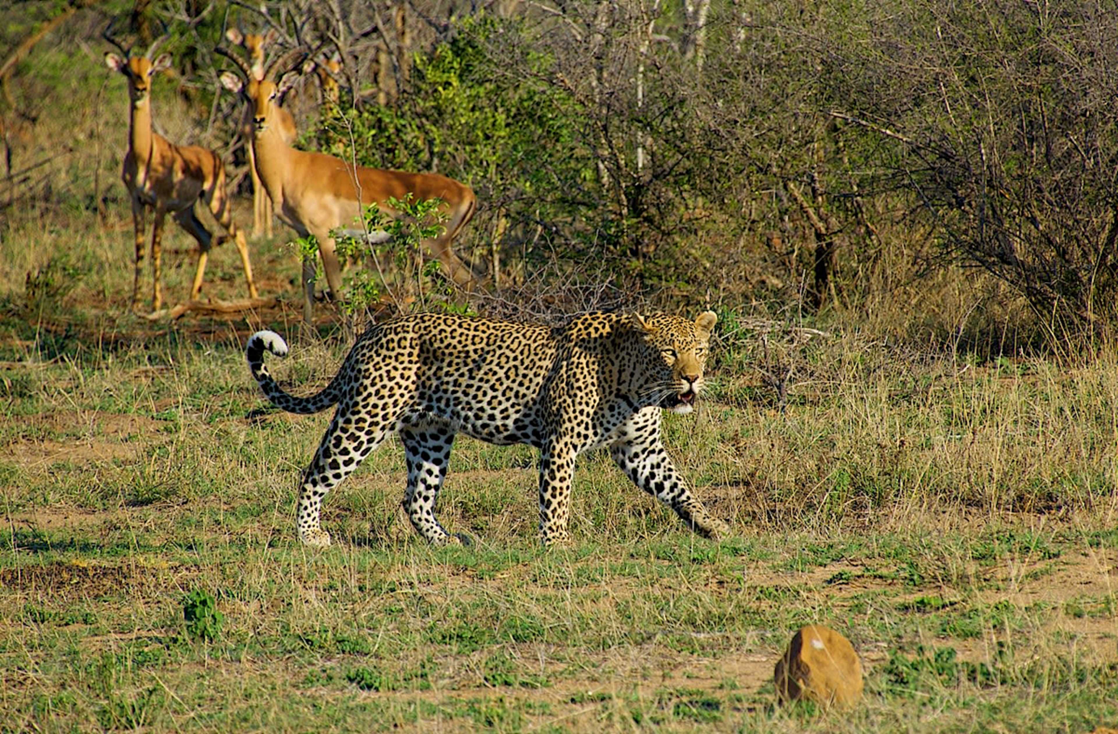 Leopard & Antelope