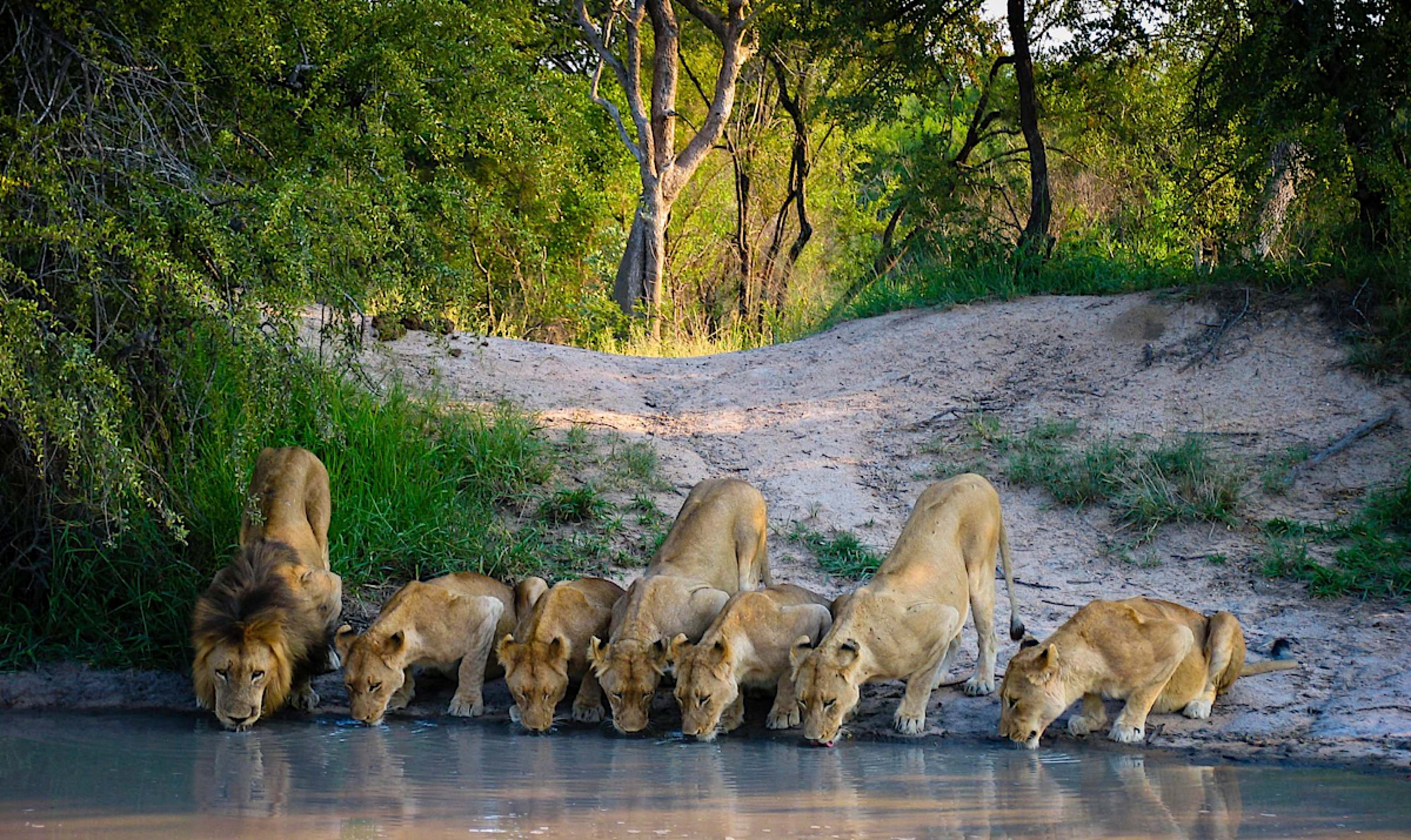 Pride of Lions