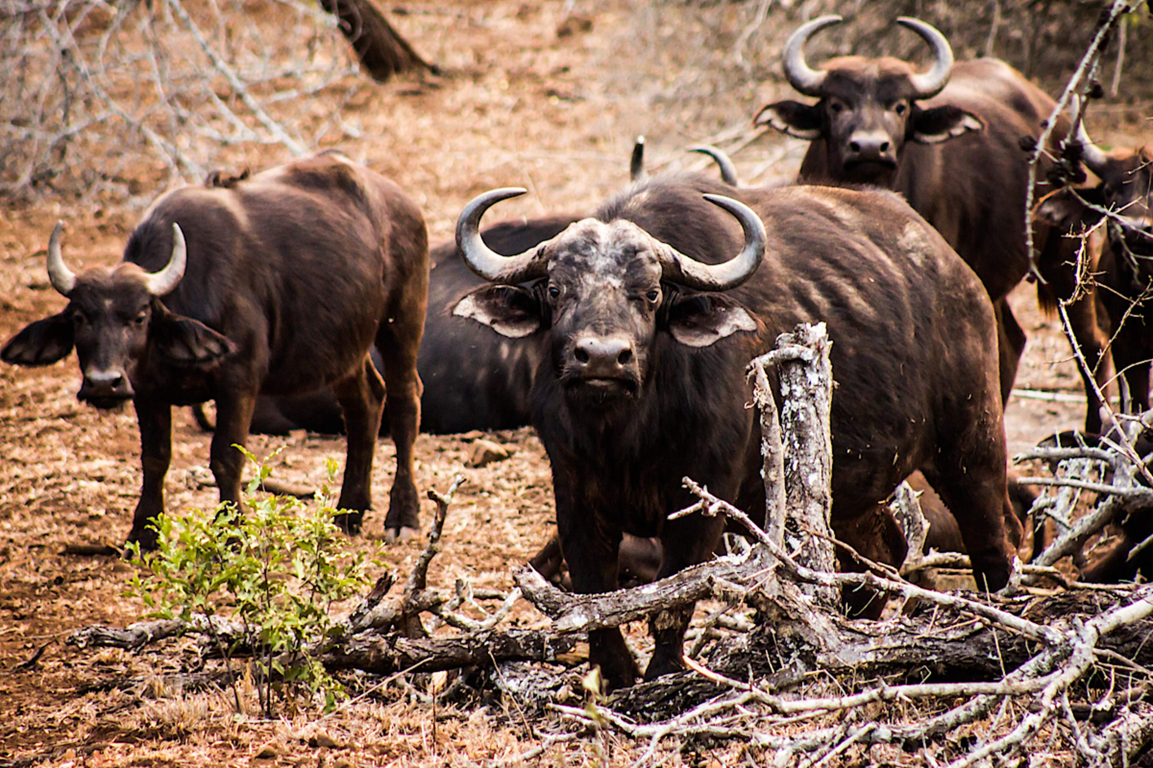 Buffao, Manyoni Game Reserve