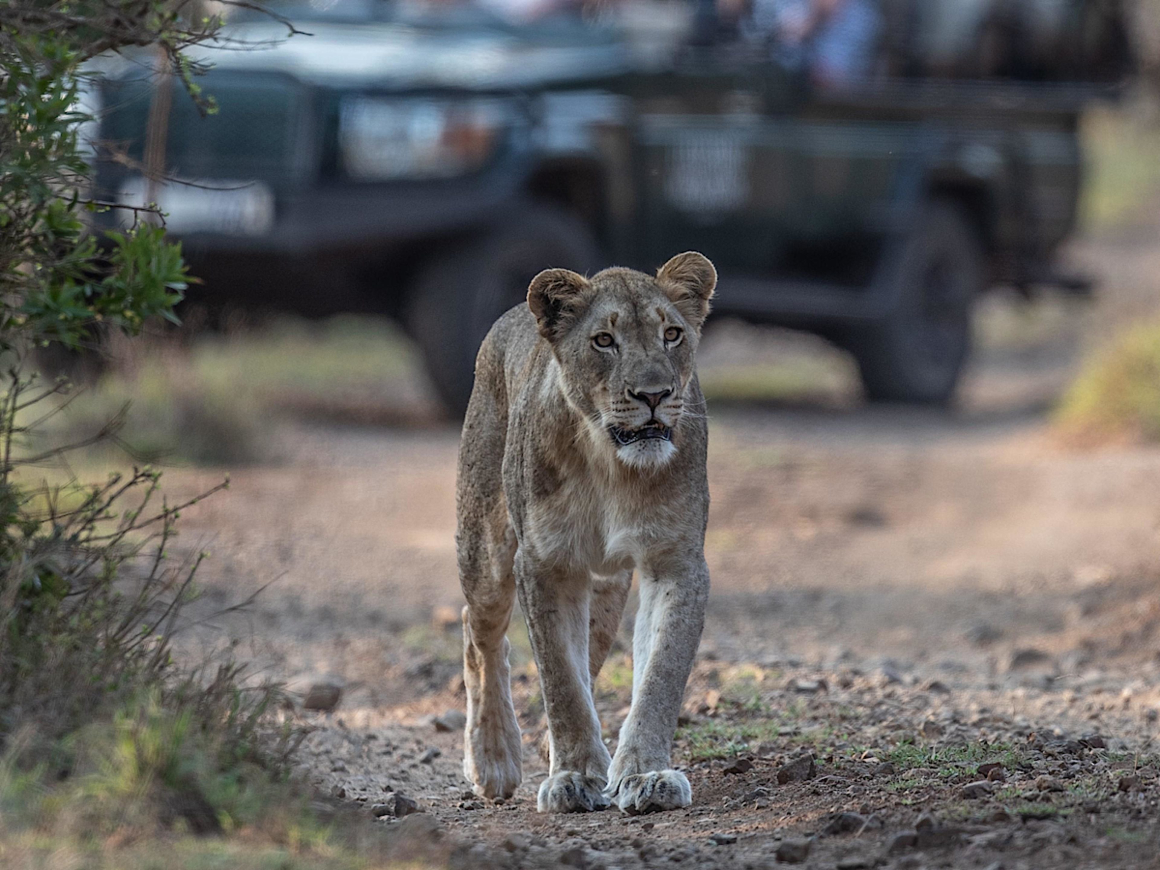 Lion, Manyoni Game Reserve