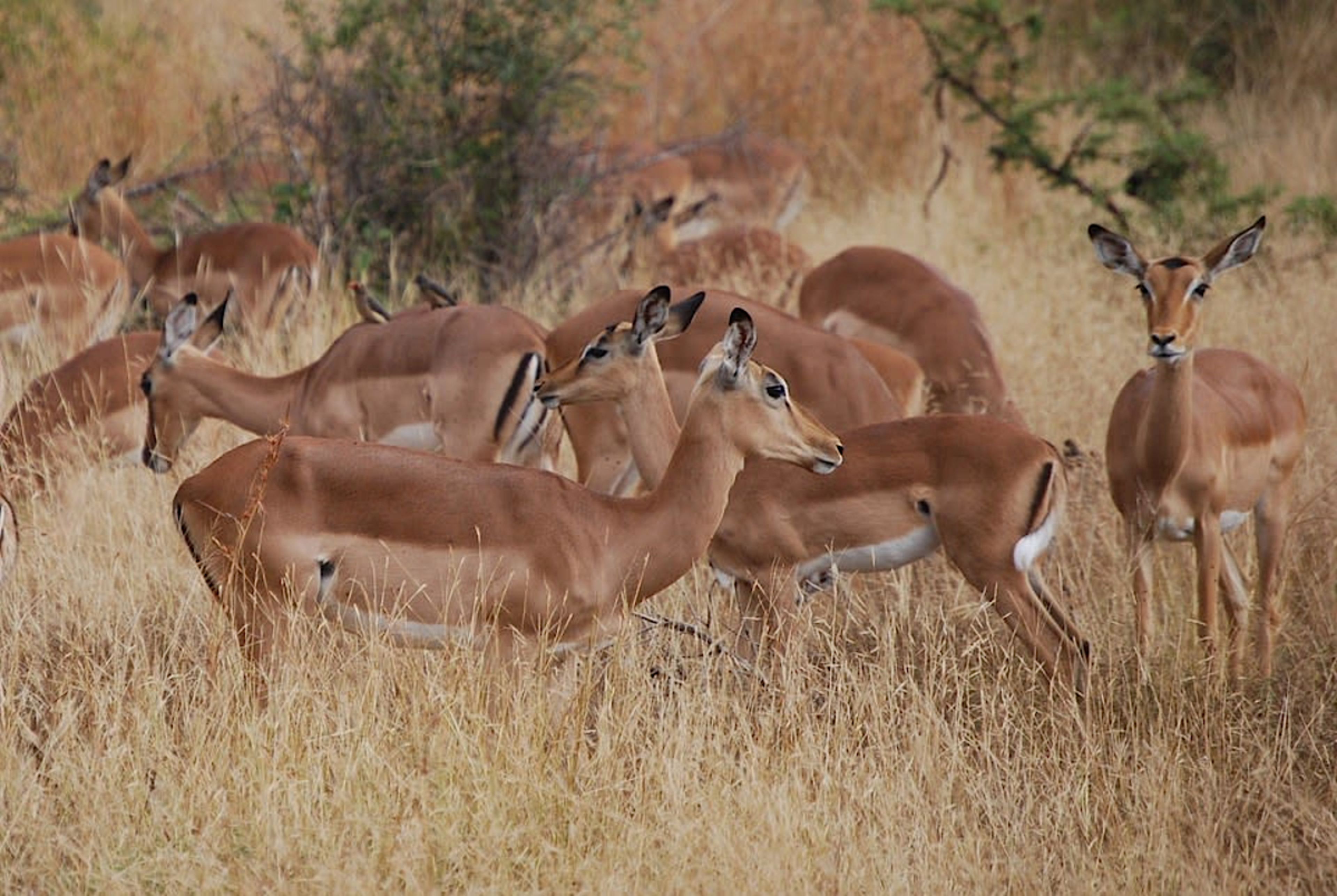 Impala