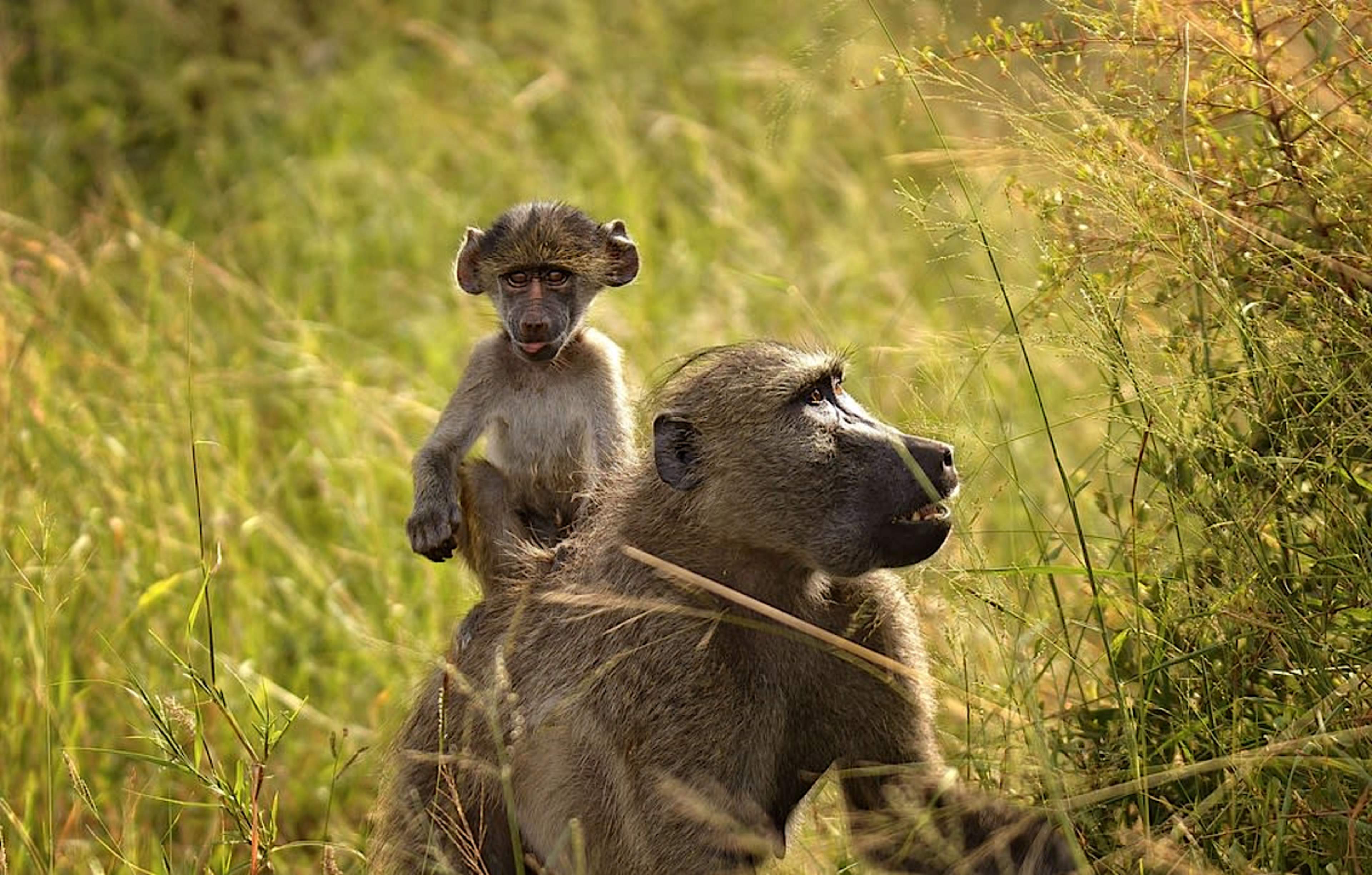 Baboons
