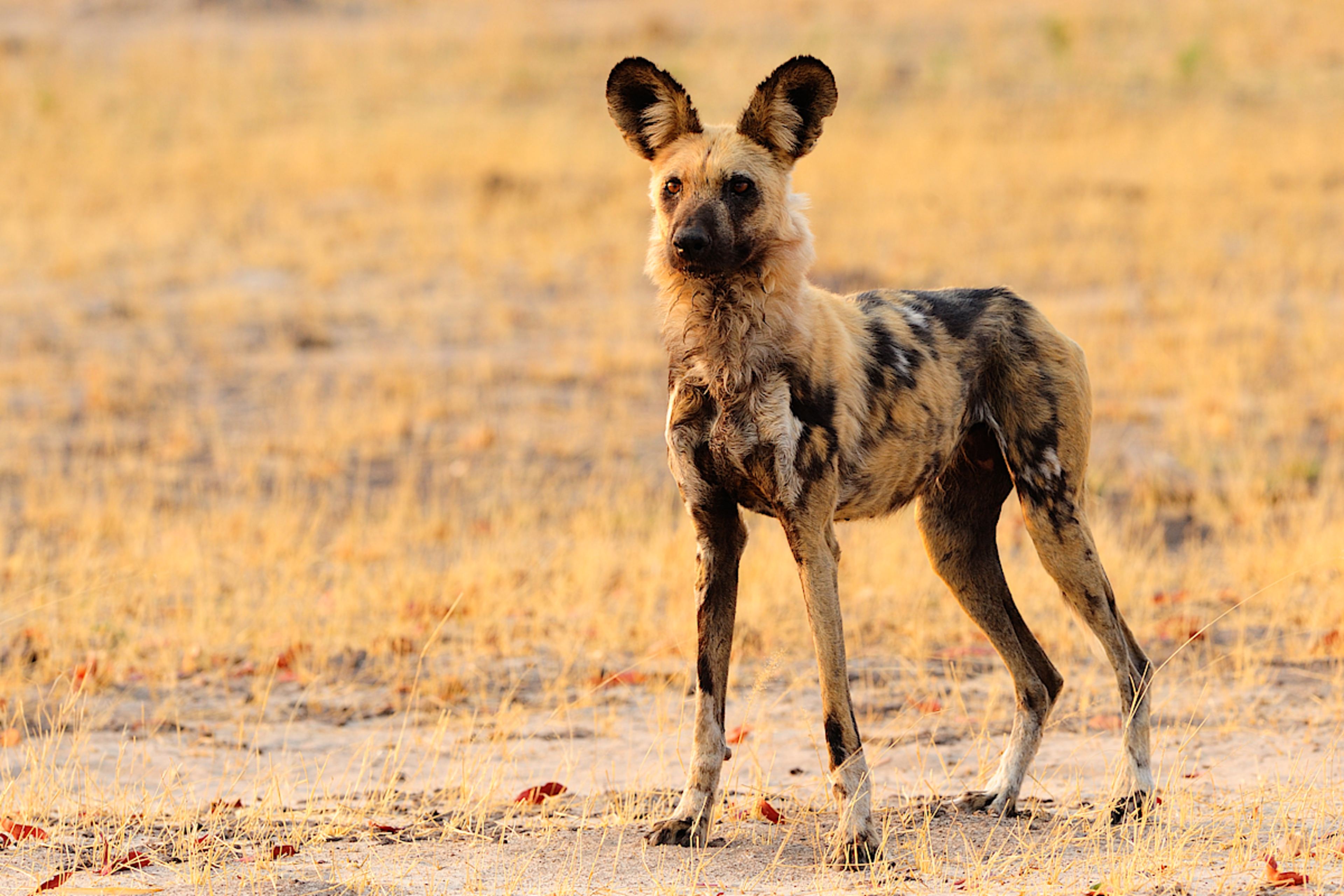 Wild Dog
