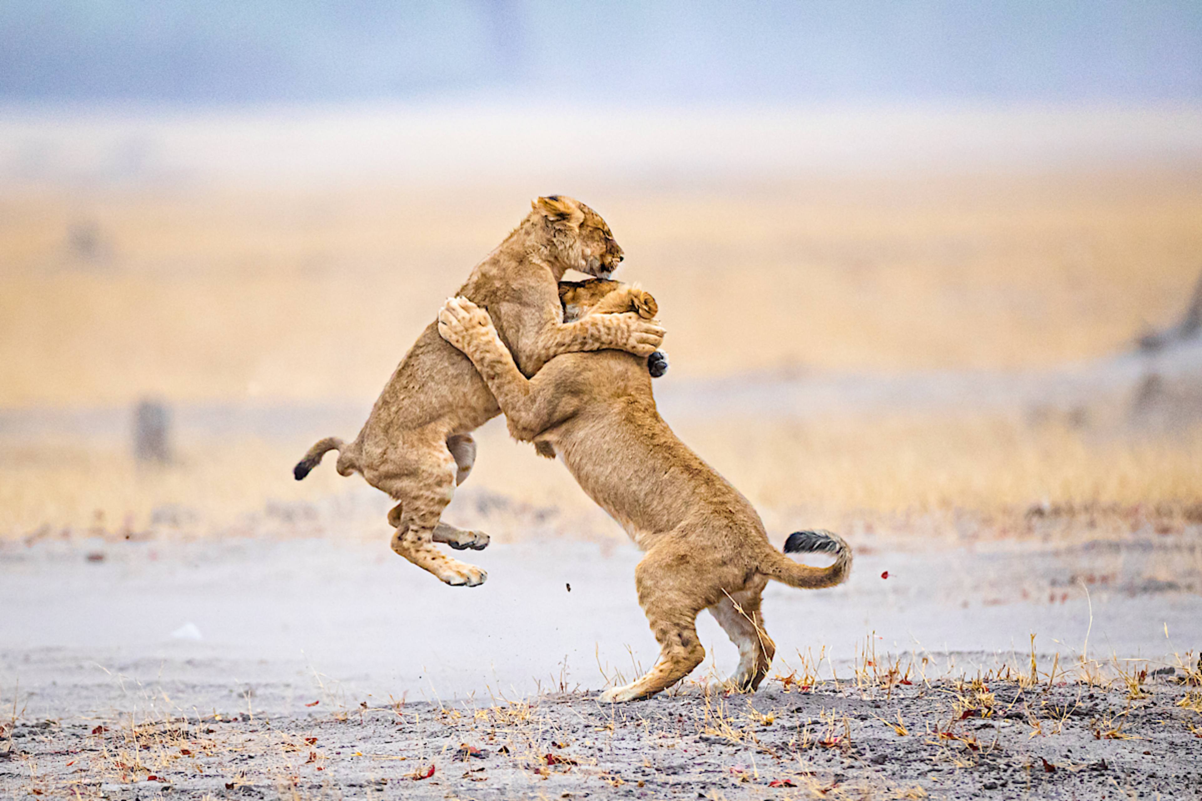 Lion Cubs