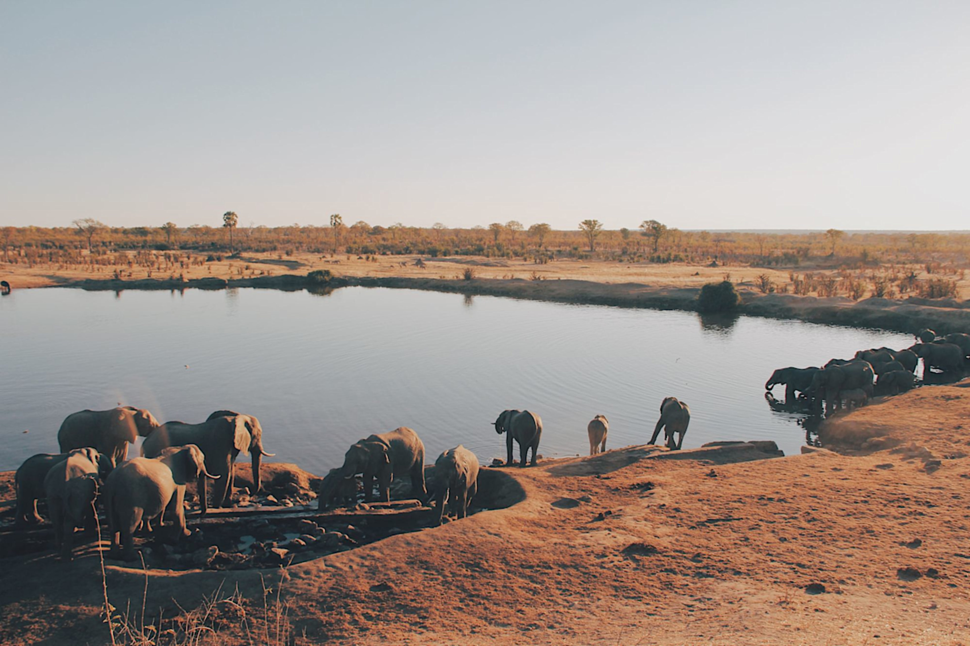 Elephants by Watering Hole