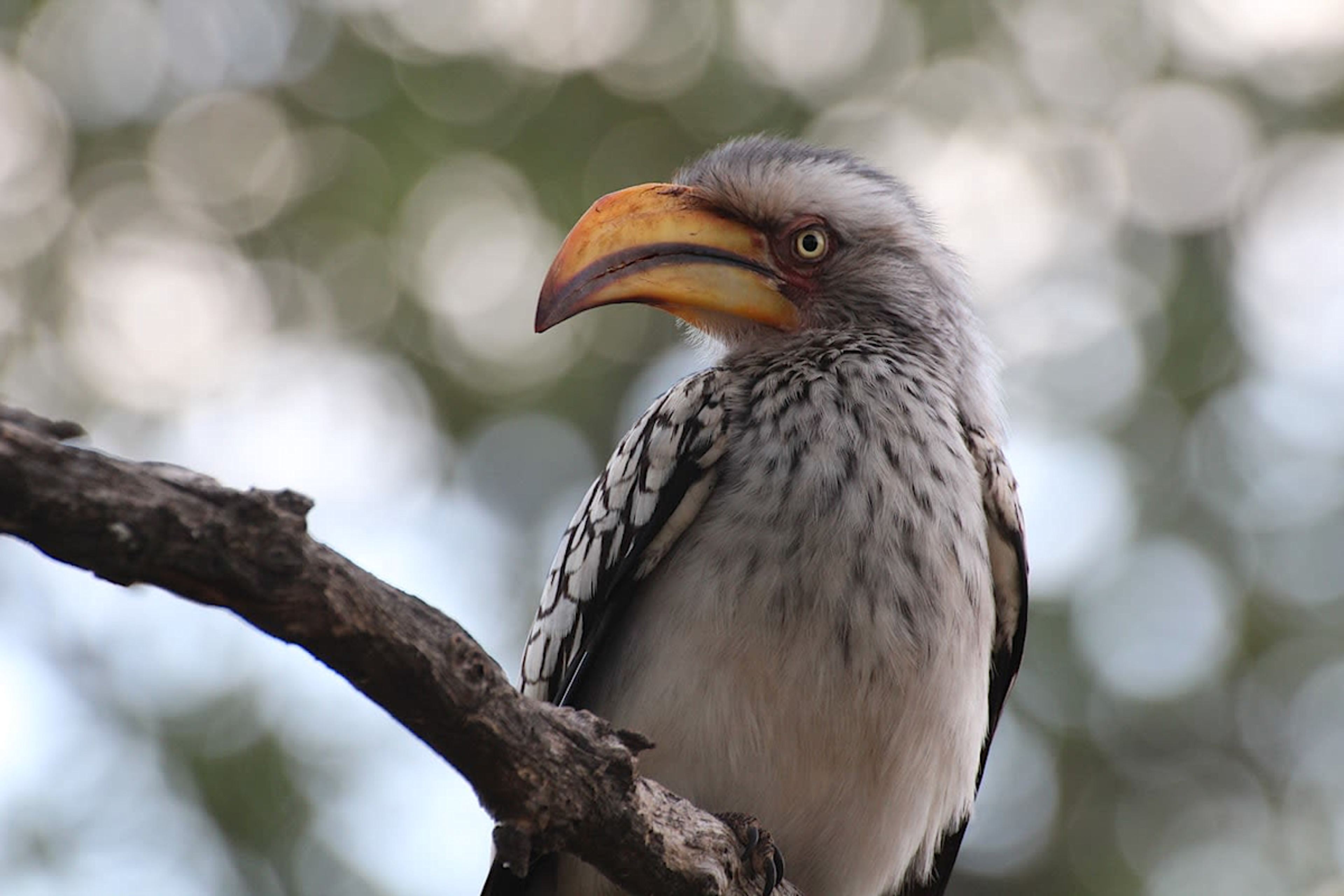 Hornbill
