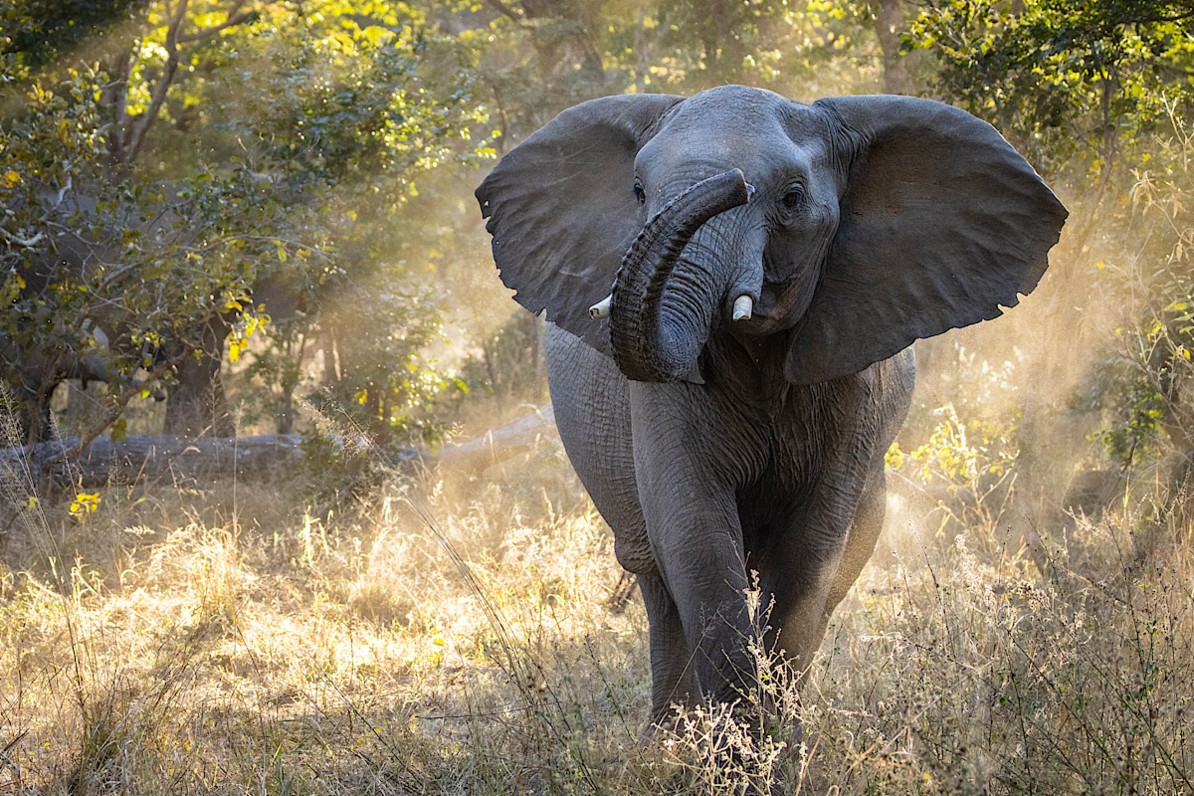 Elephant, Hwange National Park