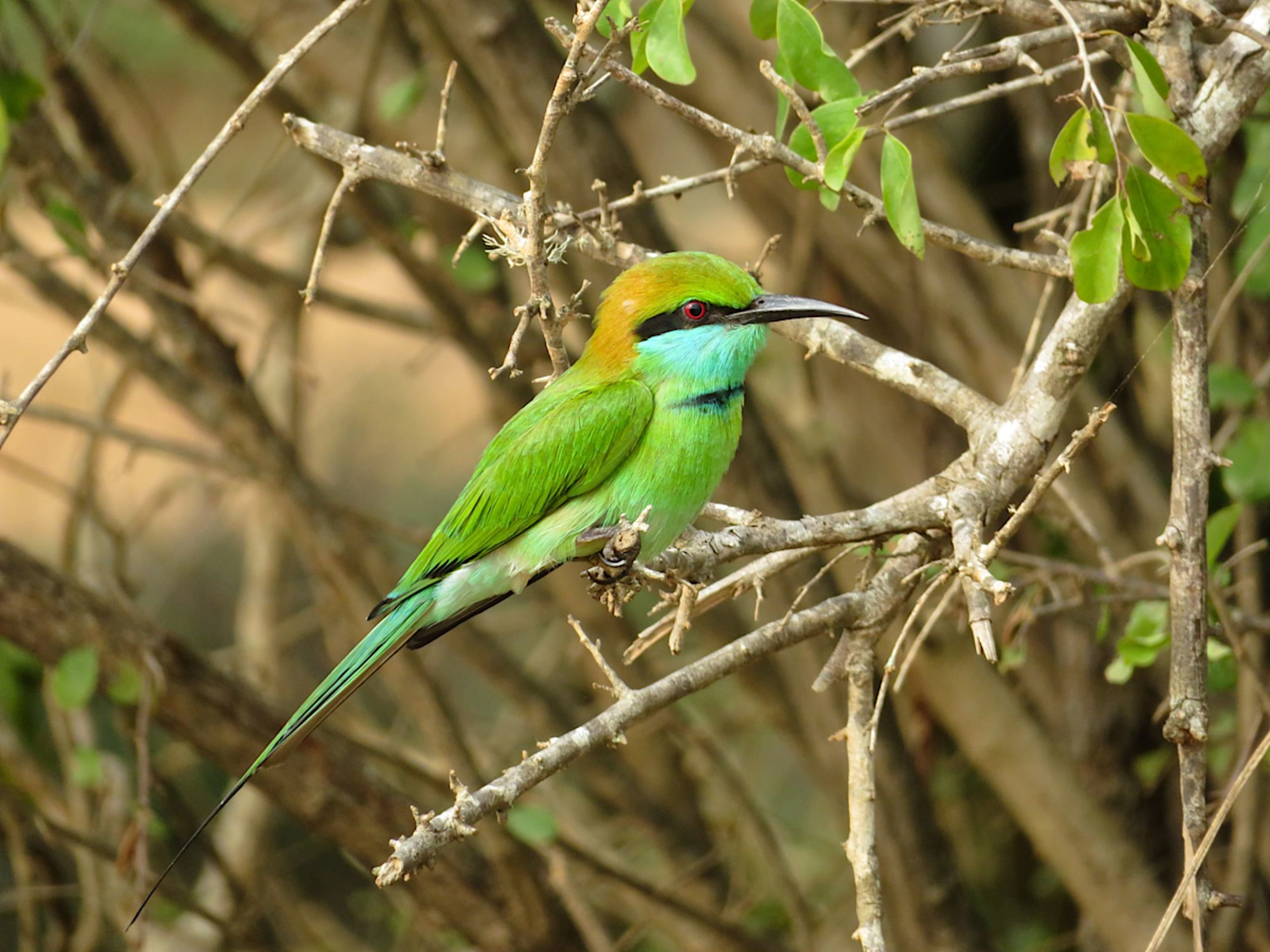 BWINDI