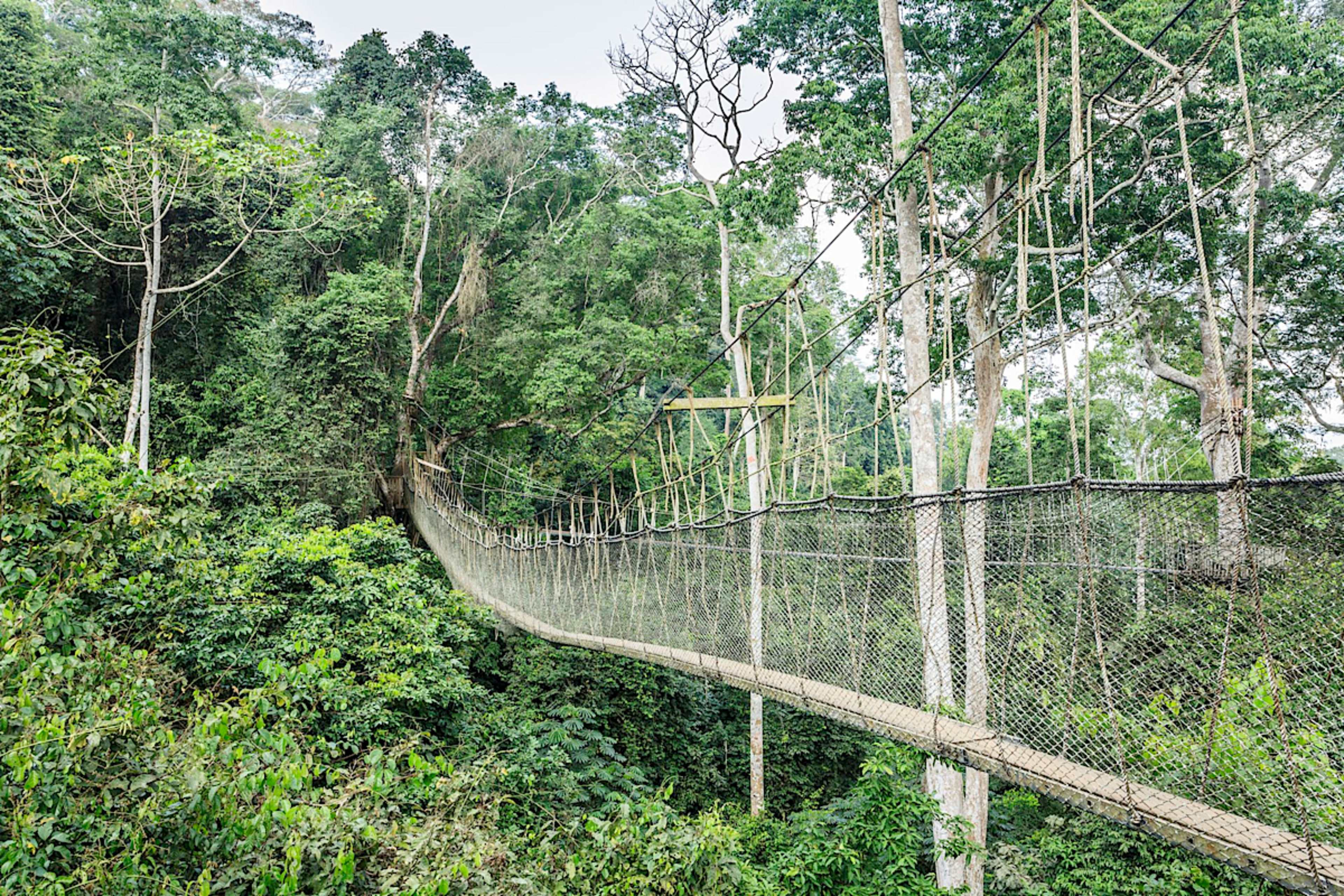 Canopy Walk