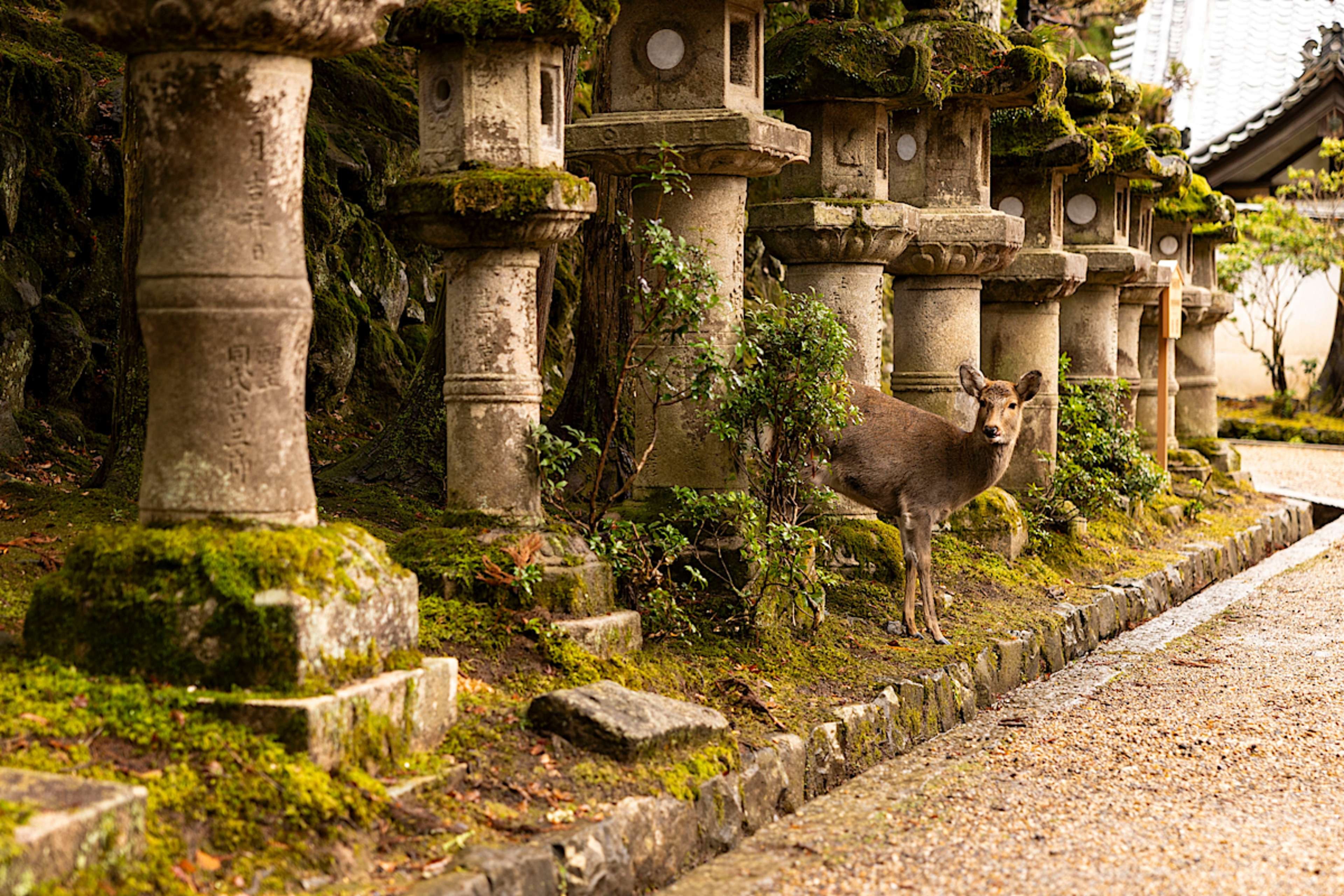 Nara Park