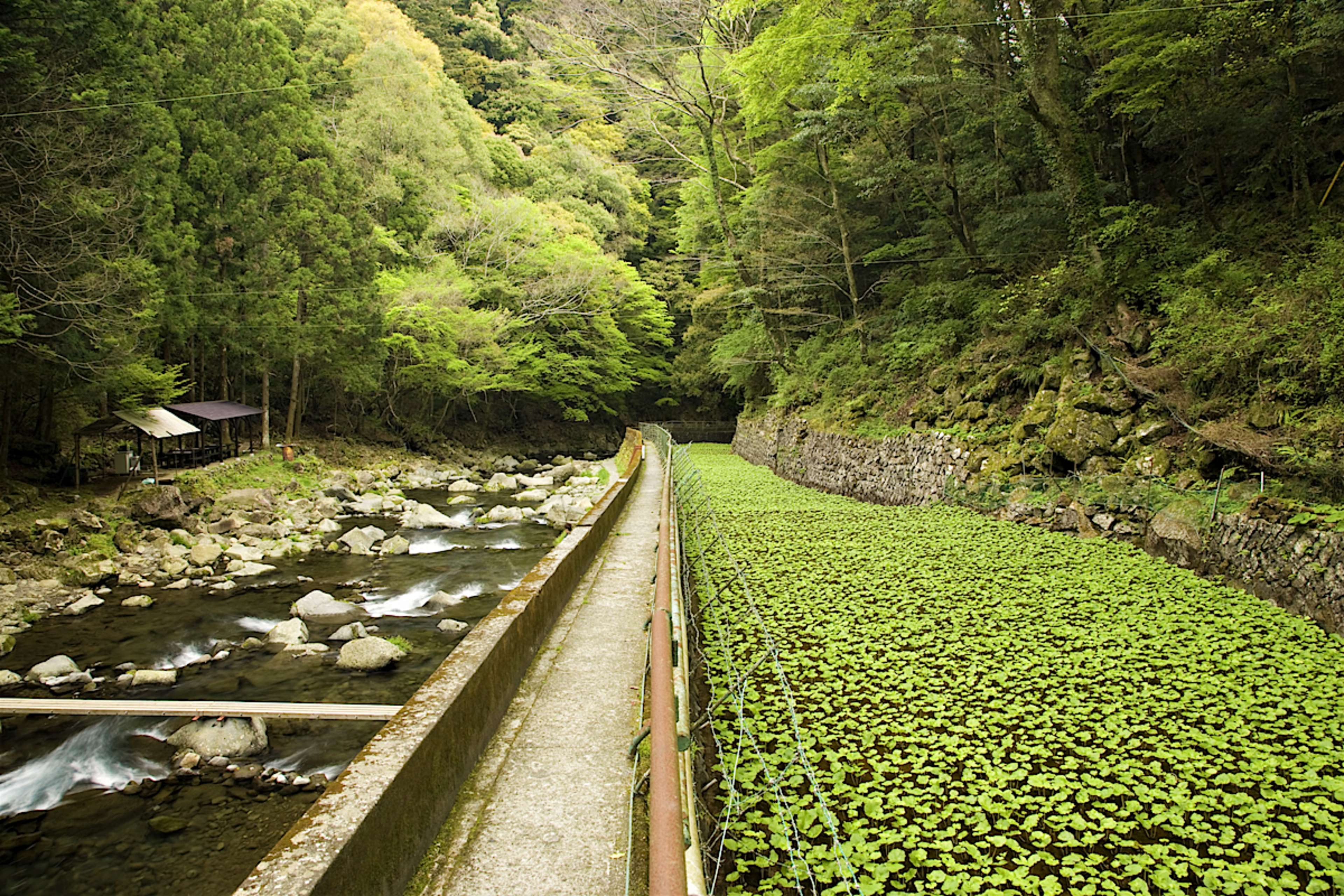 MATSUMOTO TO KYOTO TO NAGOYA