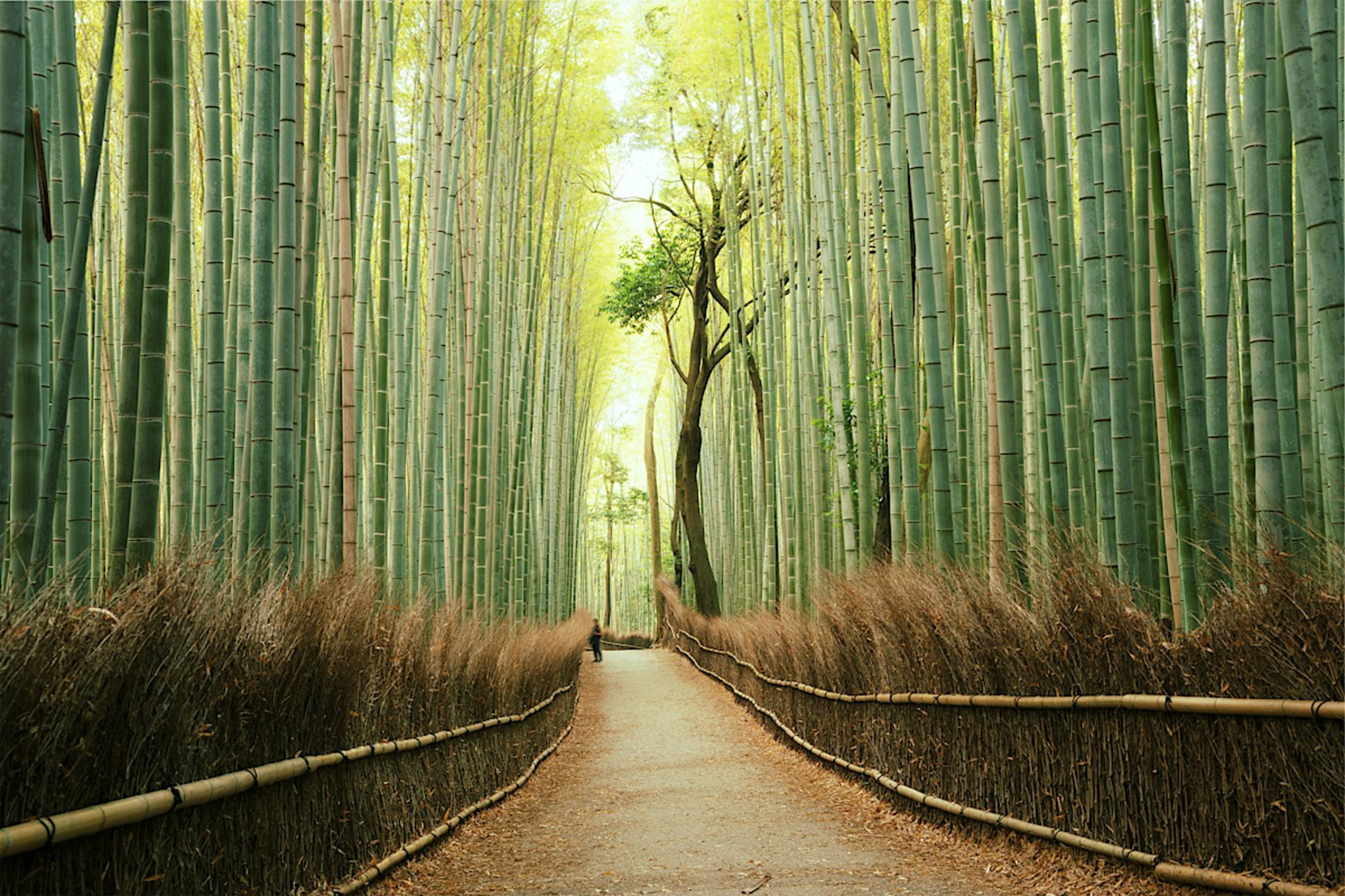 Arashiyama Bamboo Grove