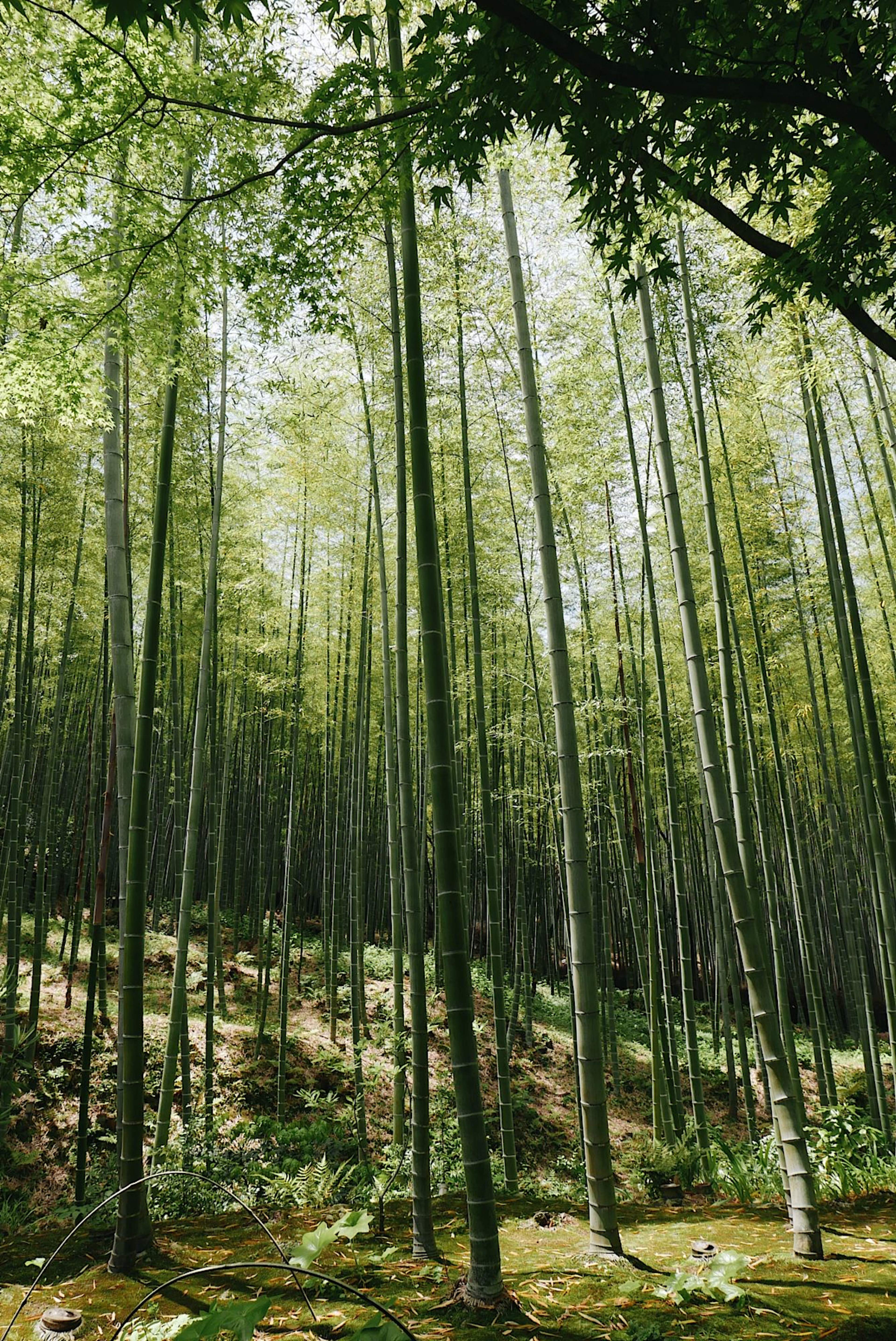 Bamboo Forest