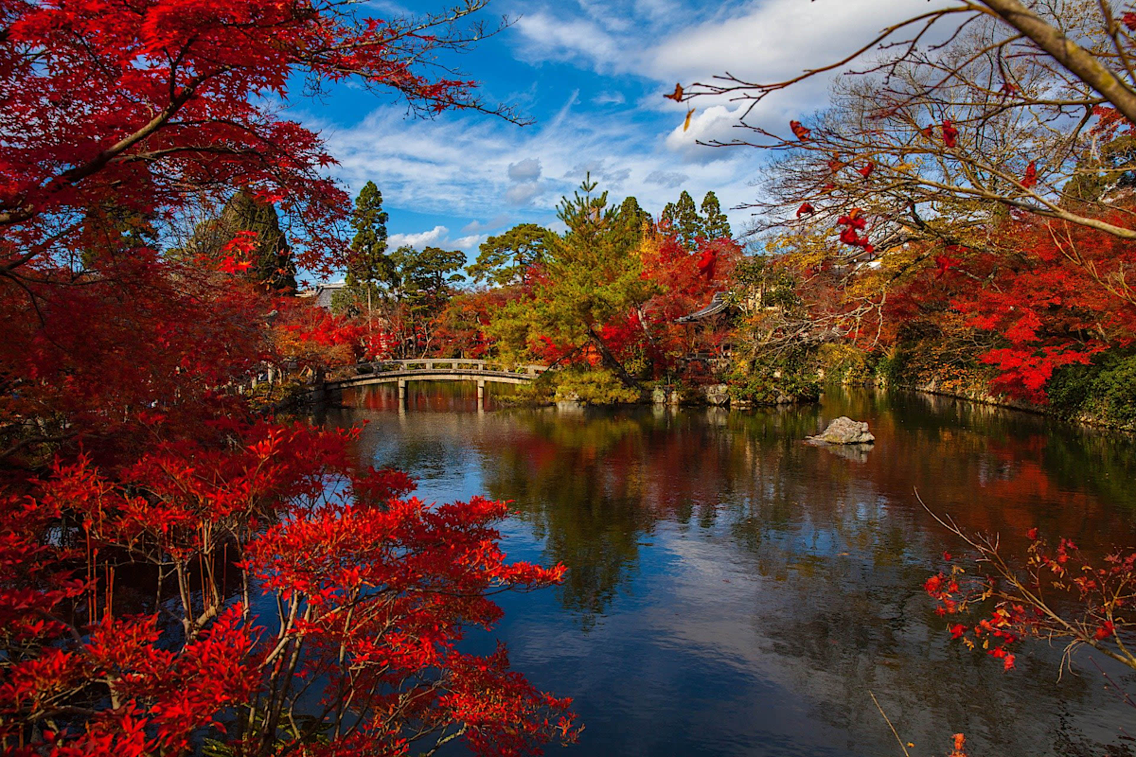 Fall Foliage in Kyoto