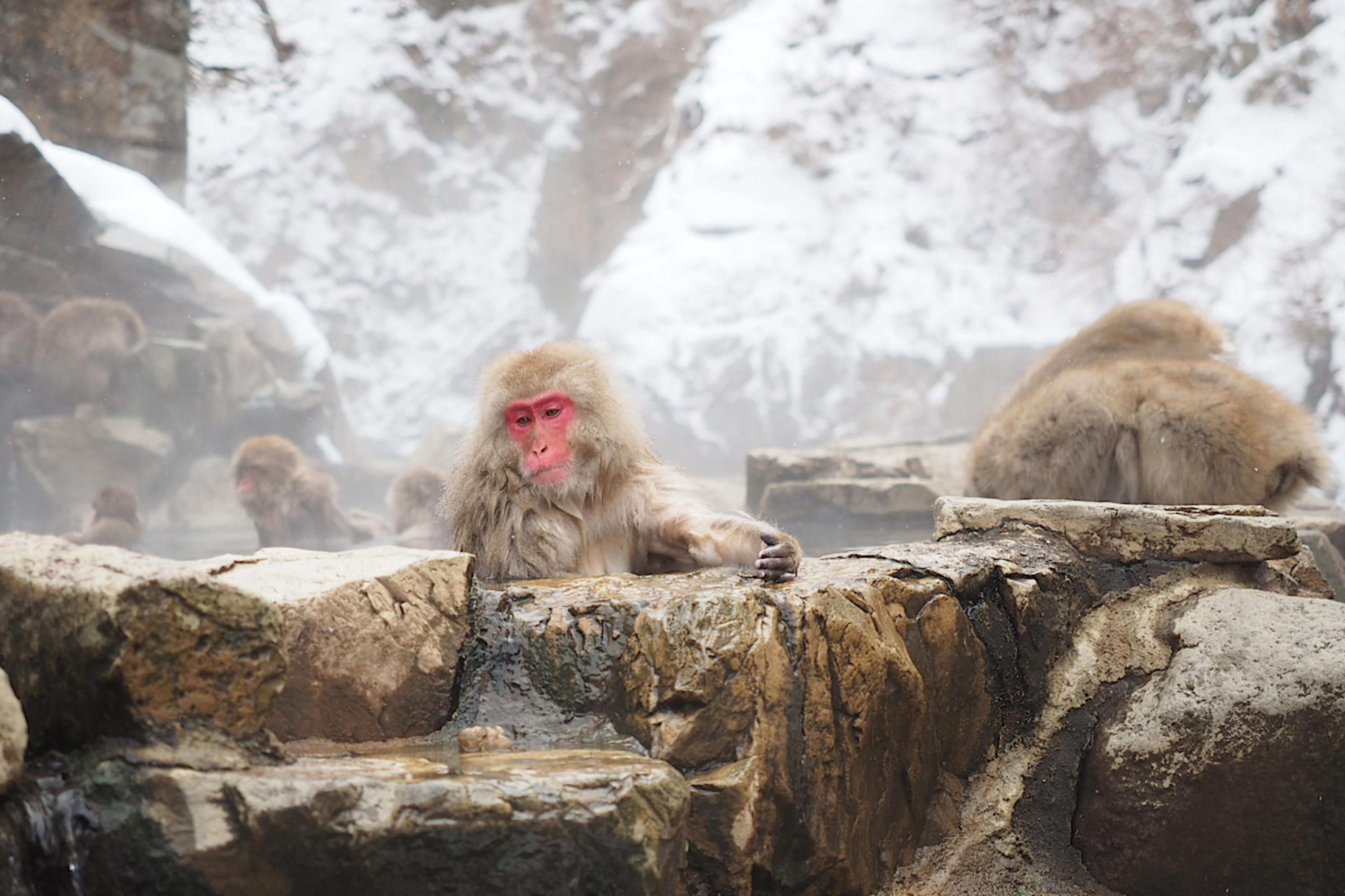 Snow Monkey