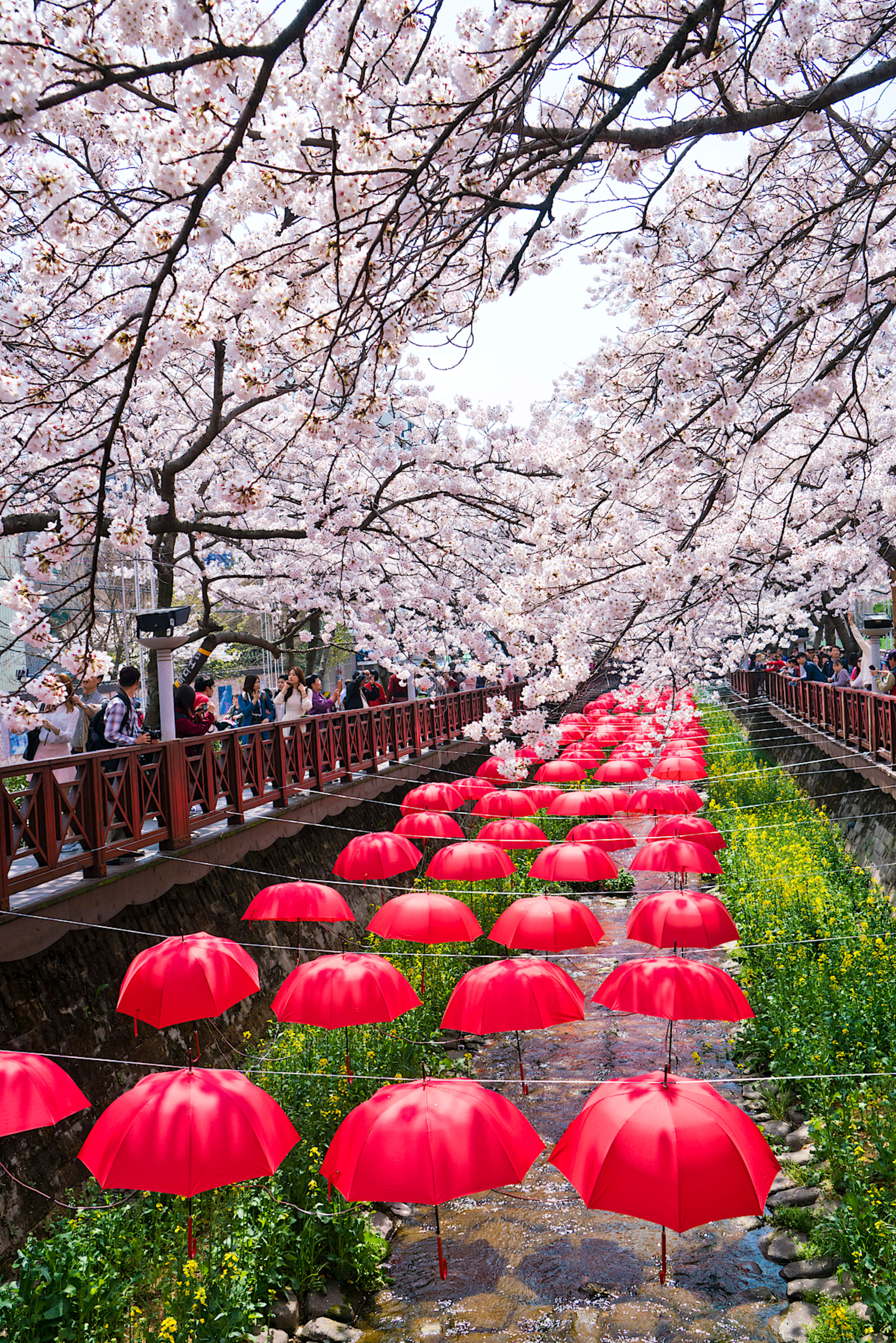 Yeojwacheon Stream in Jinhae