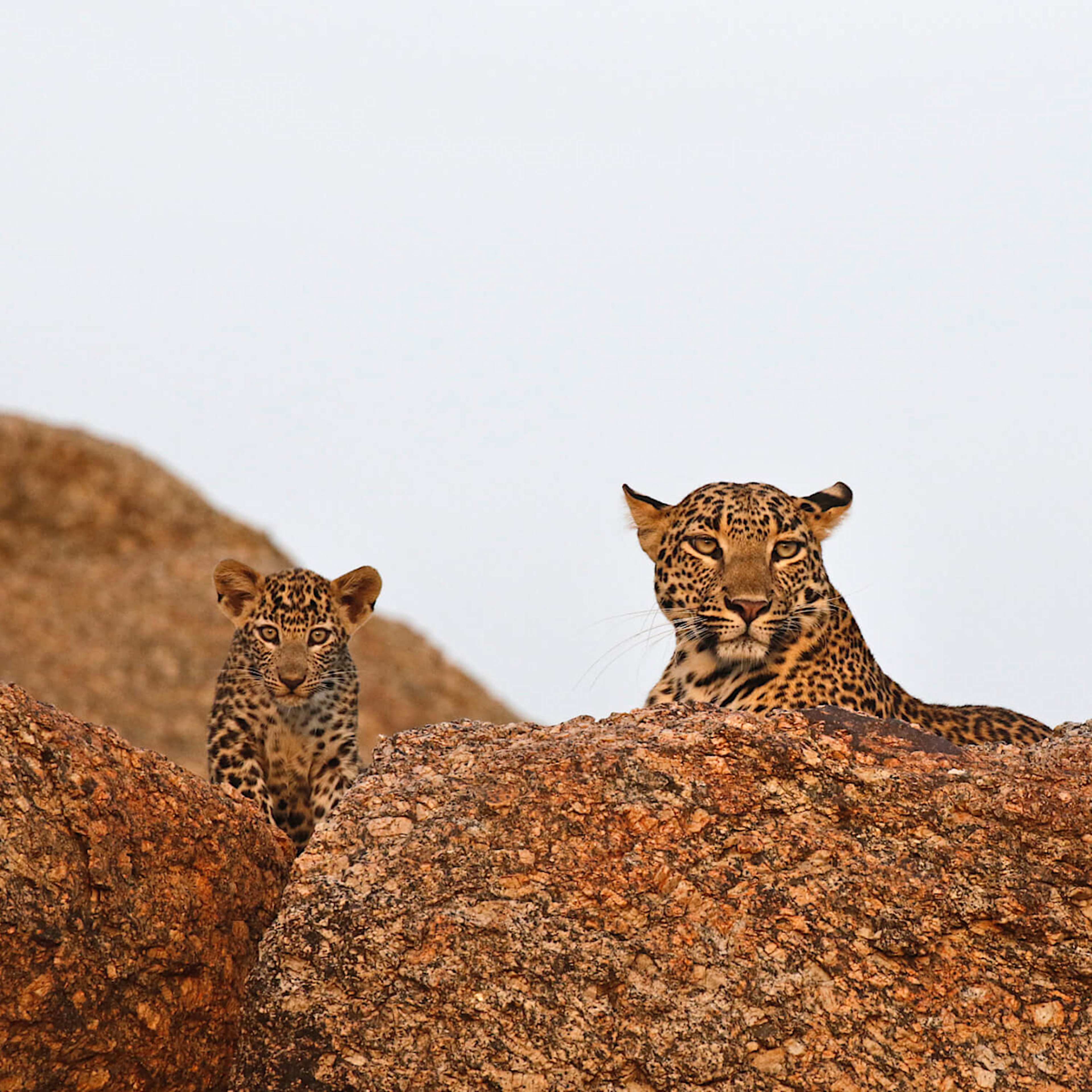 Leopard Siting